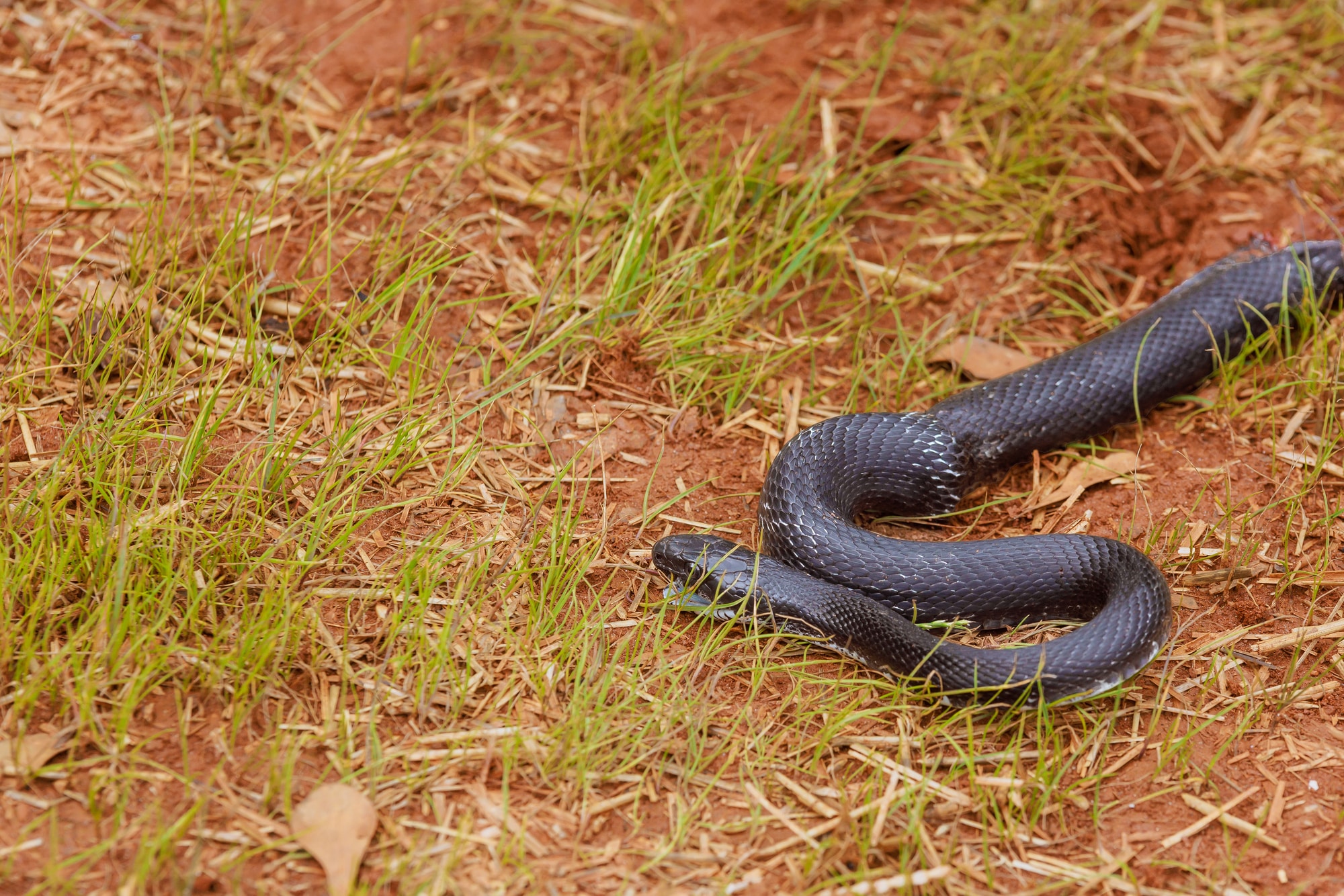 An Eastern Rat Snake, on the forest floor.