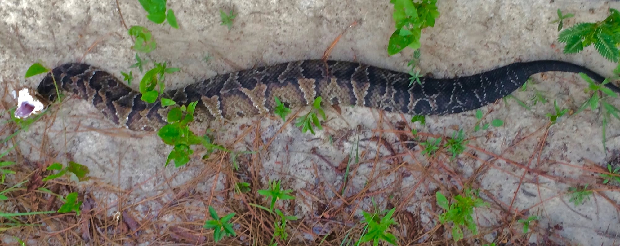 cottonmouth snake in a defensive position on the sand