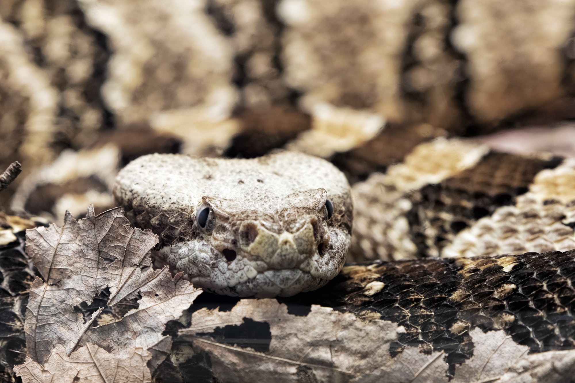A timber rattlesnake on the forest floor
