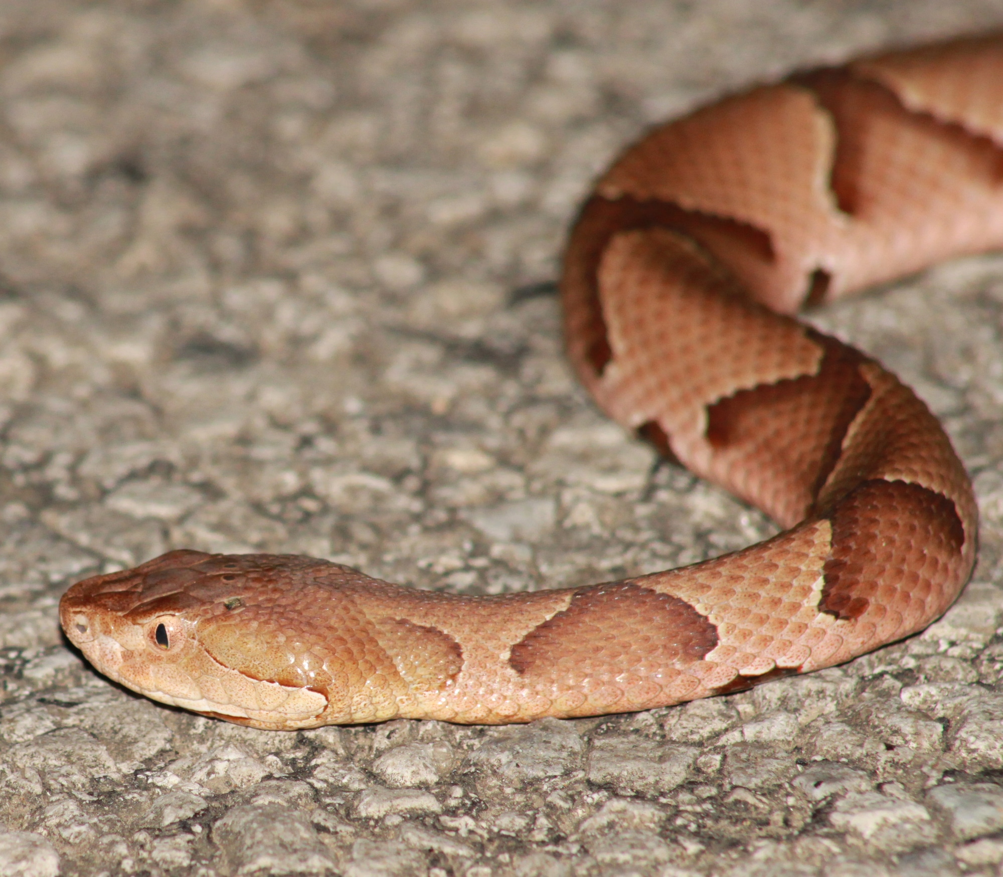 Copperhead Snake on the road