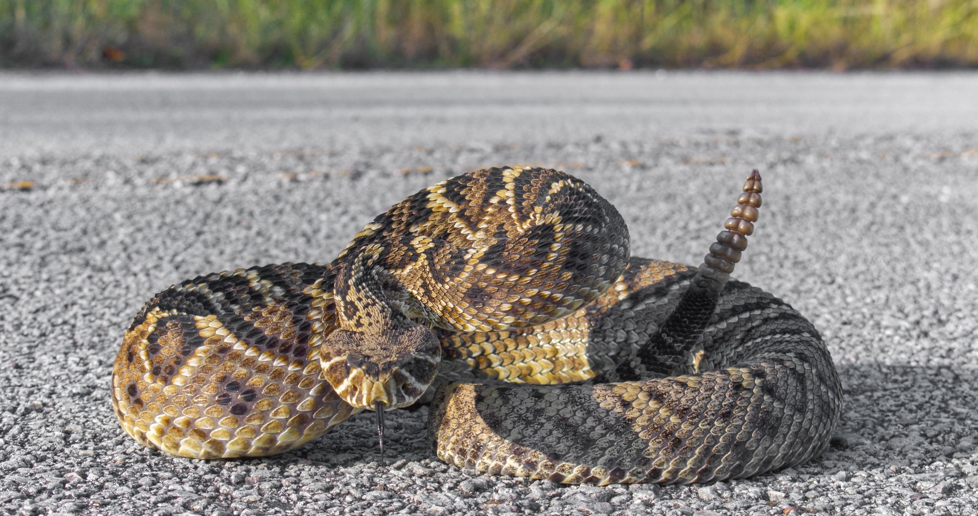 eastern diamond back rattlesnake coiled on the road