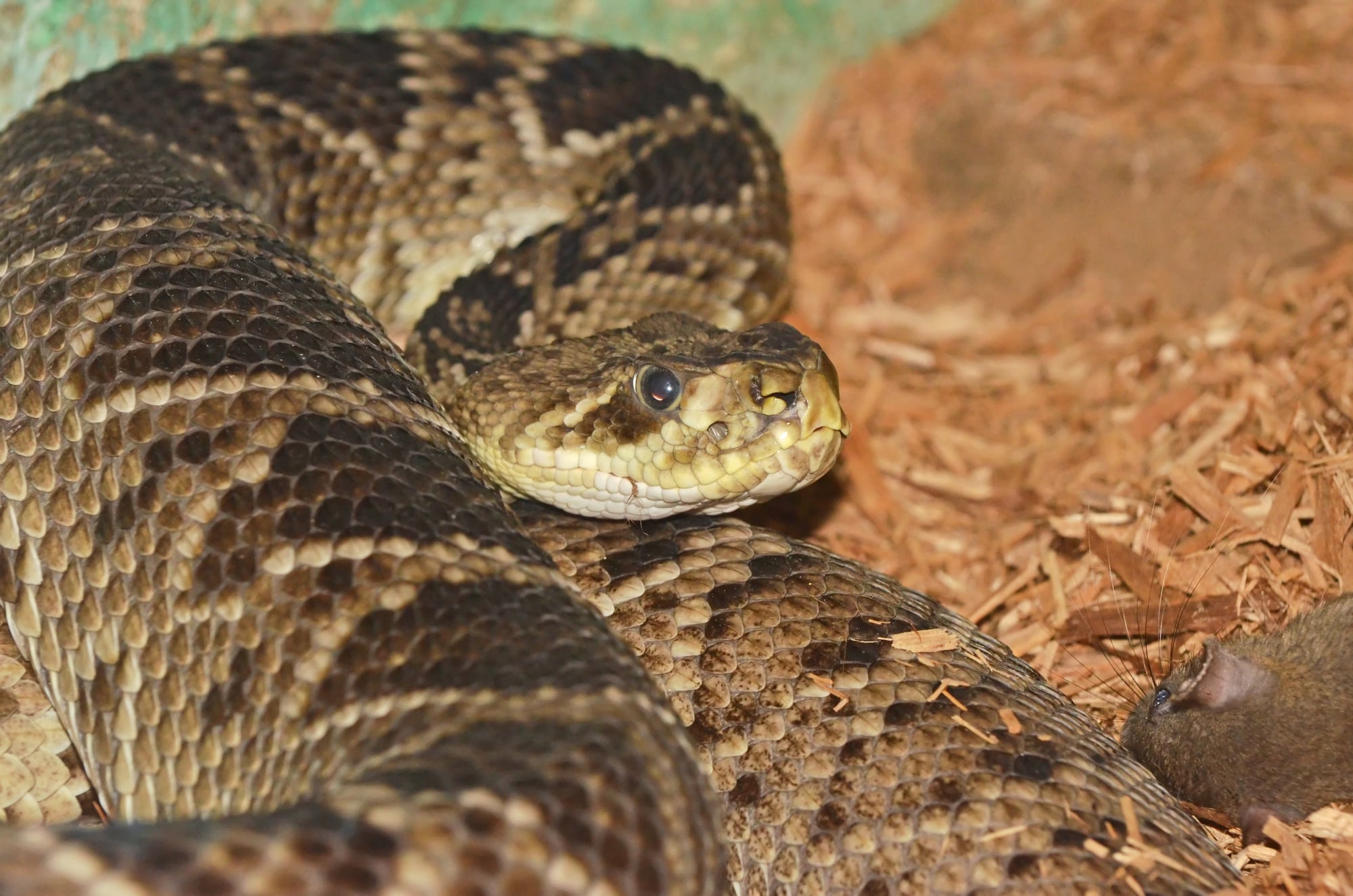 Diamondback rattle snake coiled next to a dead rat
