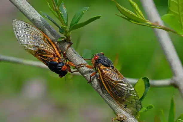 cicada species