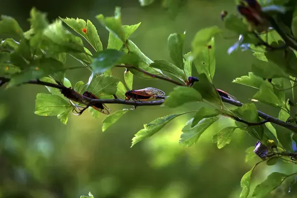 cicada on tree branches