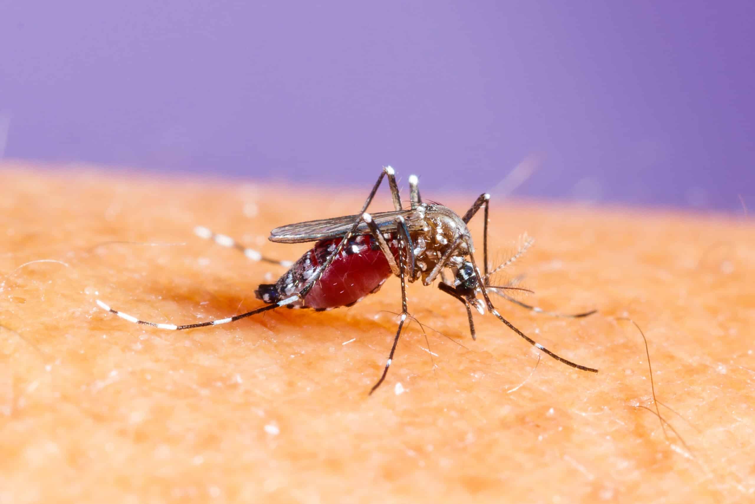 A mosquito with a blood-filled abdomen stands on human skin against a purple background.