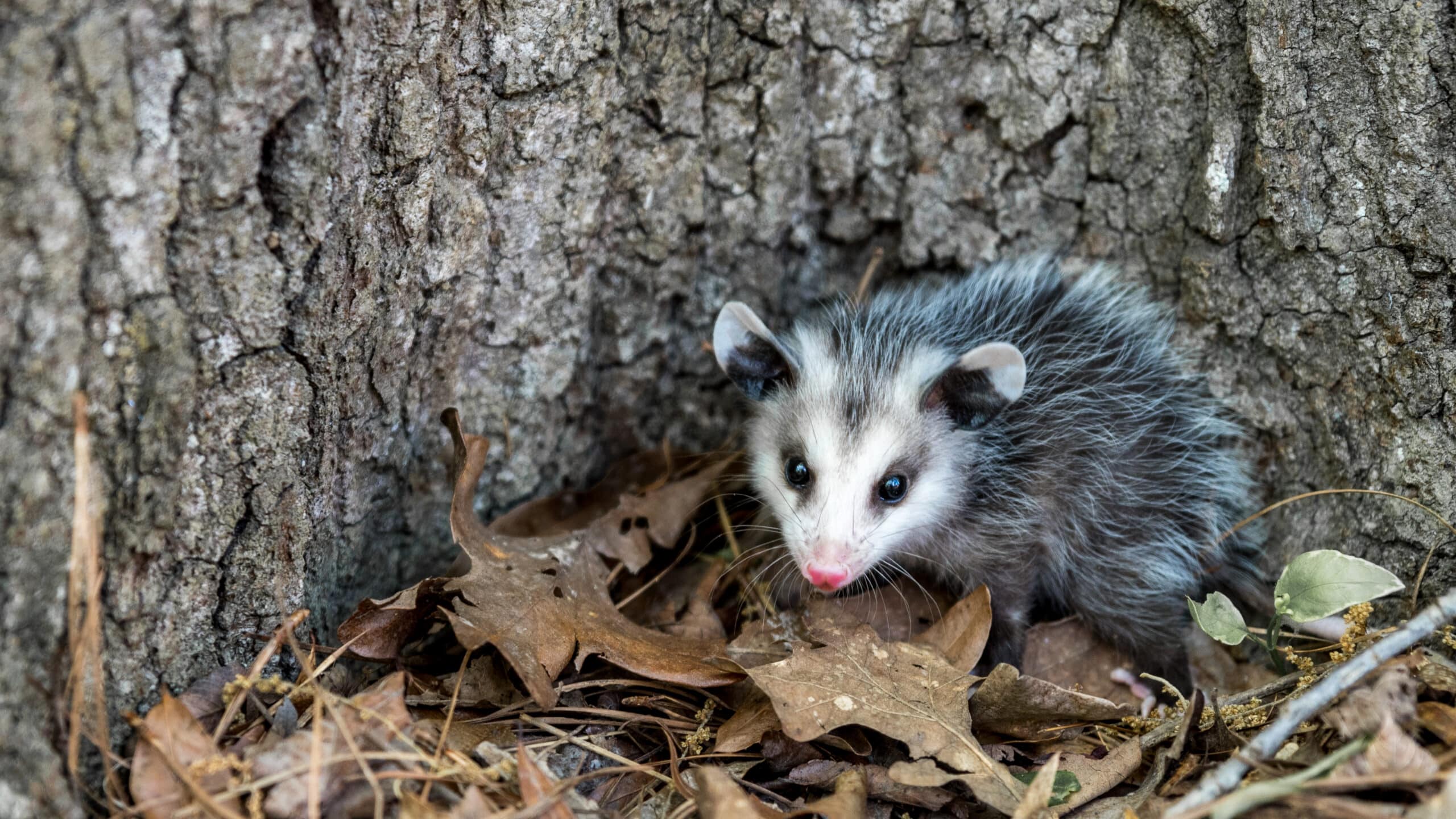 Virginia opossum with gray and white fur crouched among fallen leaves against tree bark