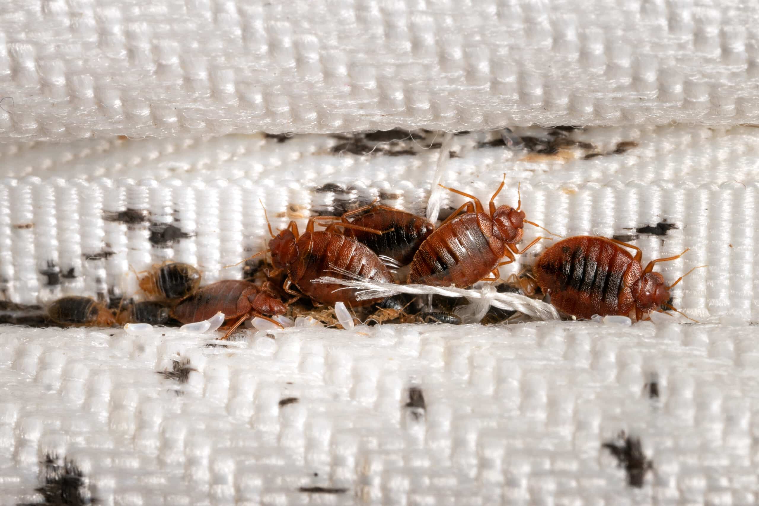 Cluster of bed bugs and eggs hiding in mattress seam with black fecal spots