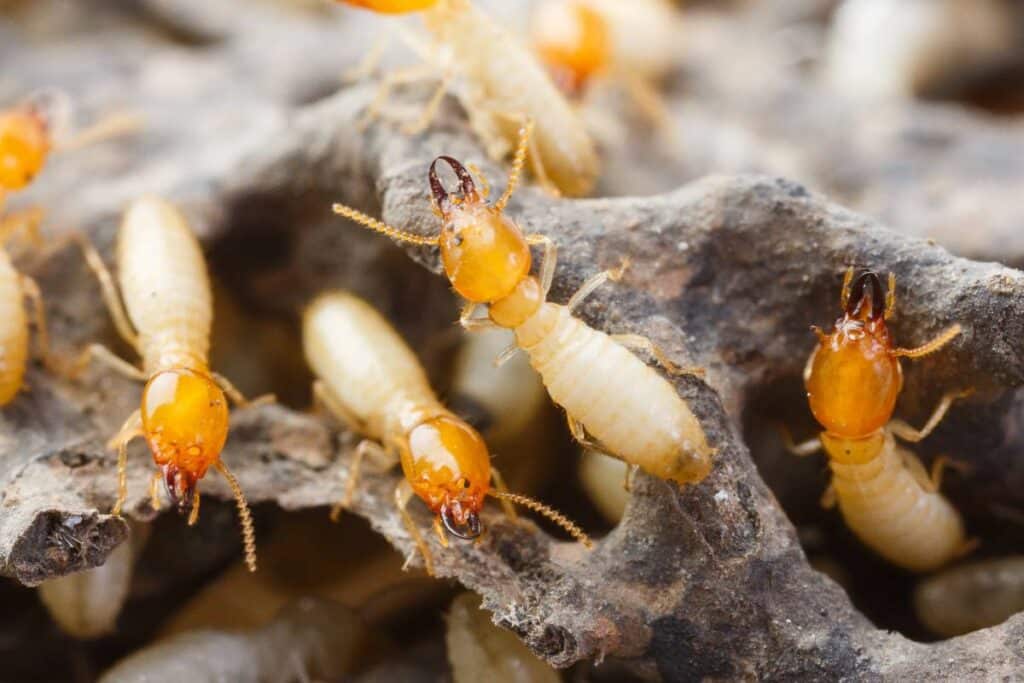 termite-treatment