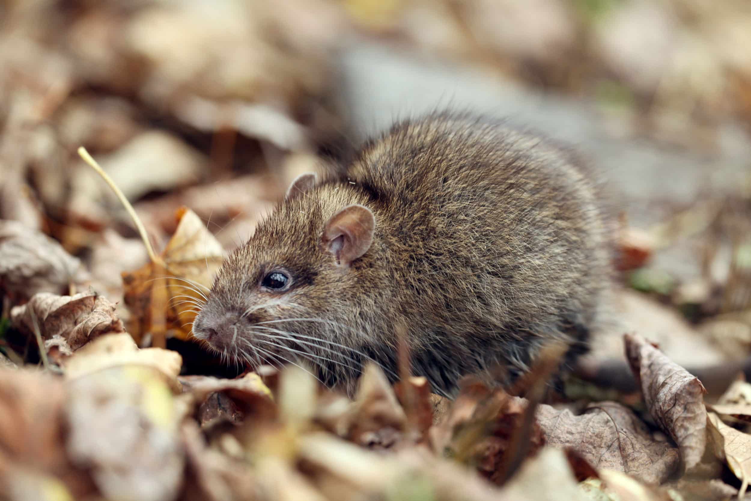 Small brown rodent with whiskers and dark eyes on rocky ground with scattered debris