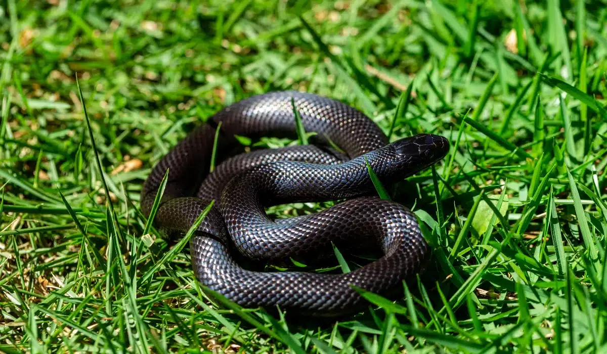Black Kingsnake