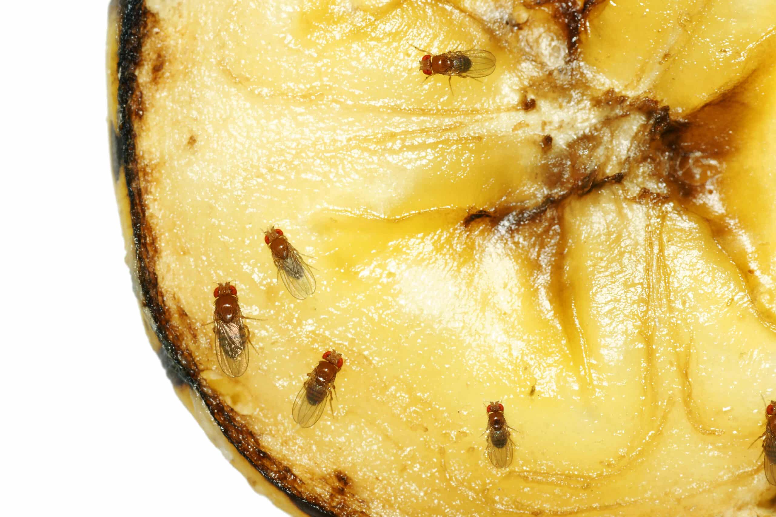 Multiple fruit flies gathered on a slice of pineapple with yellow flesh and brown skin