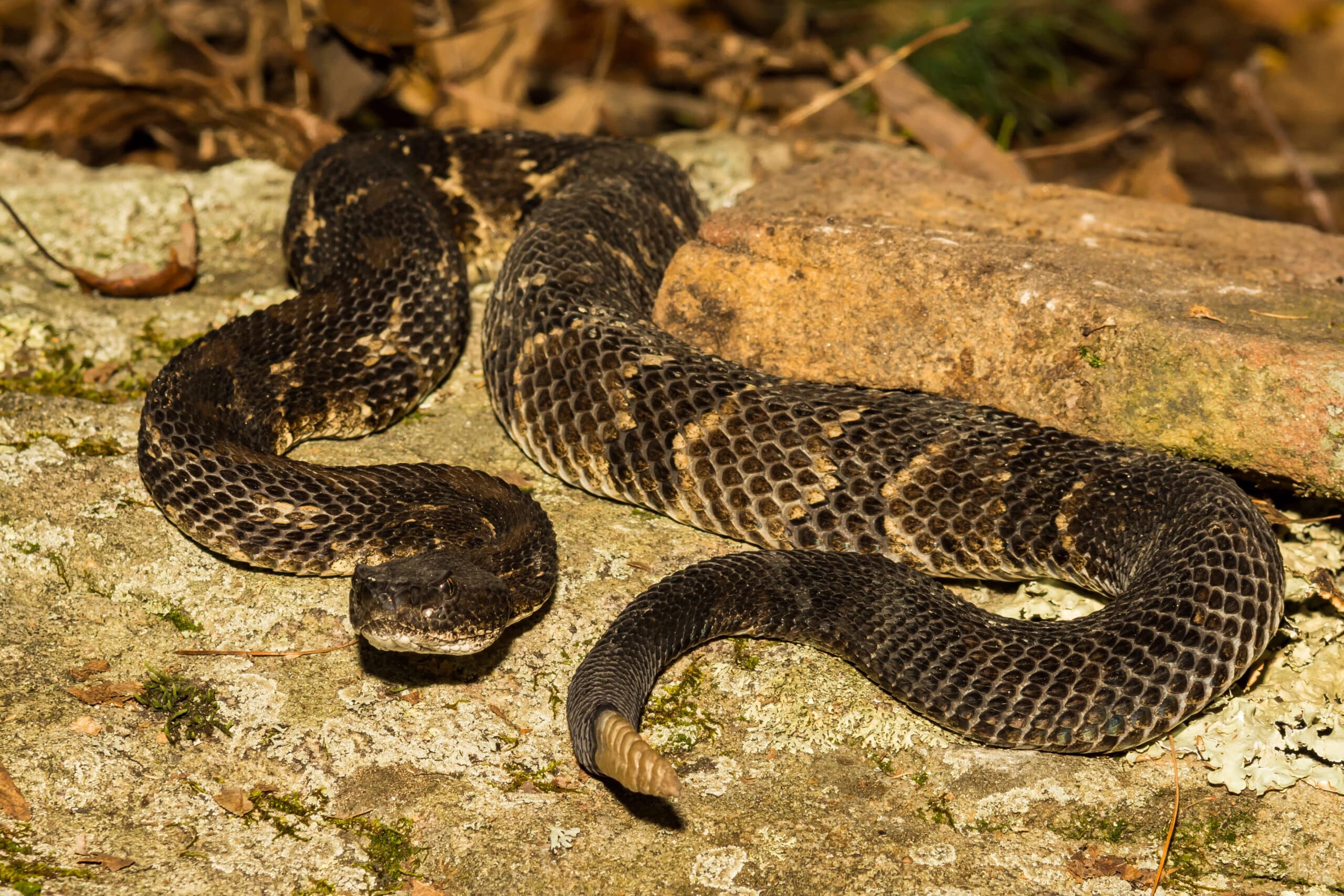 A coiled rattlesnake with patterned scales rests on rocky ground with moss and leaf debris.