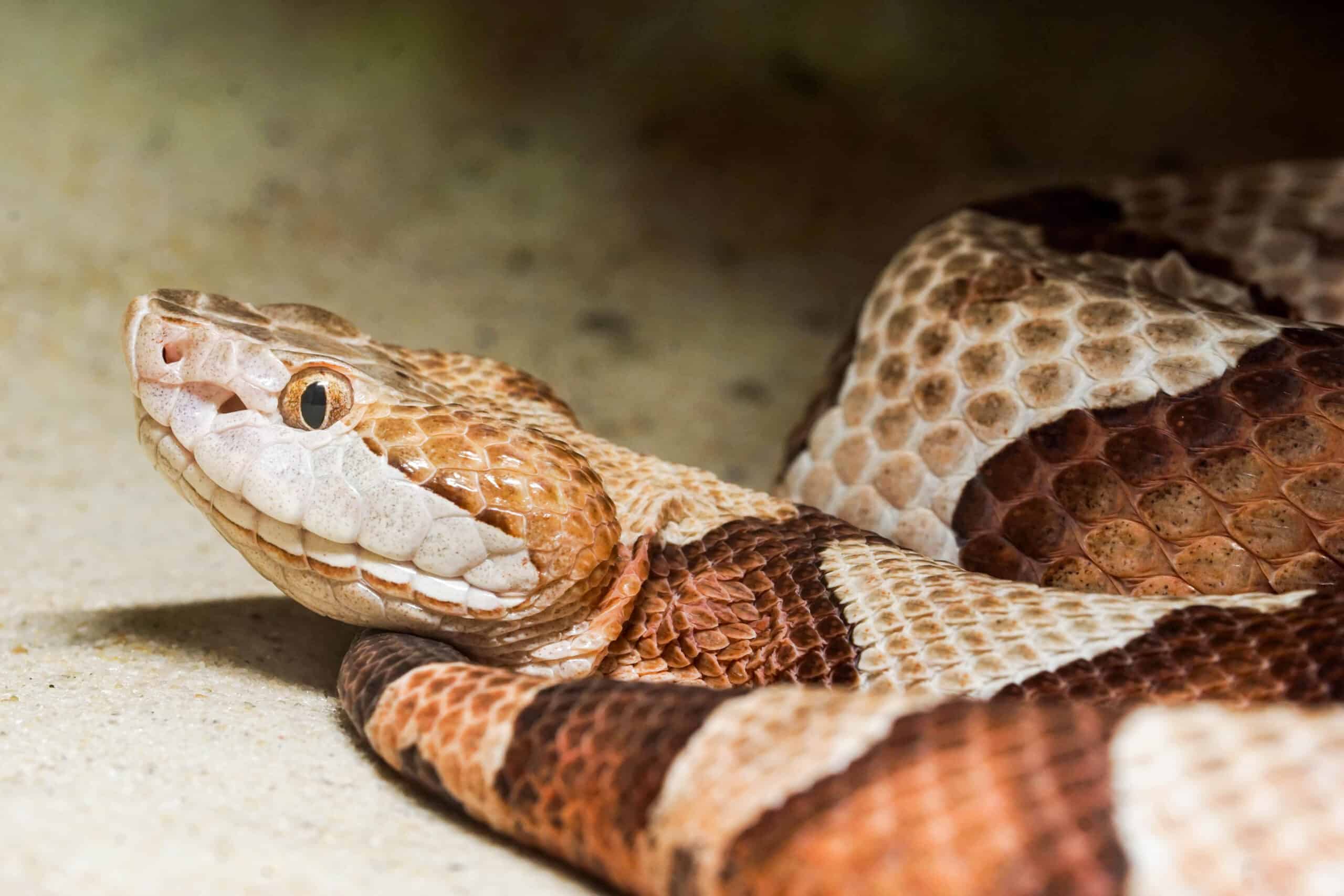 Brown and tan patterned snake with distinctive head markings resting on sandy ground