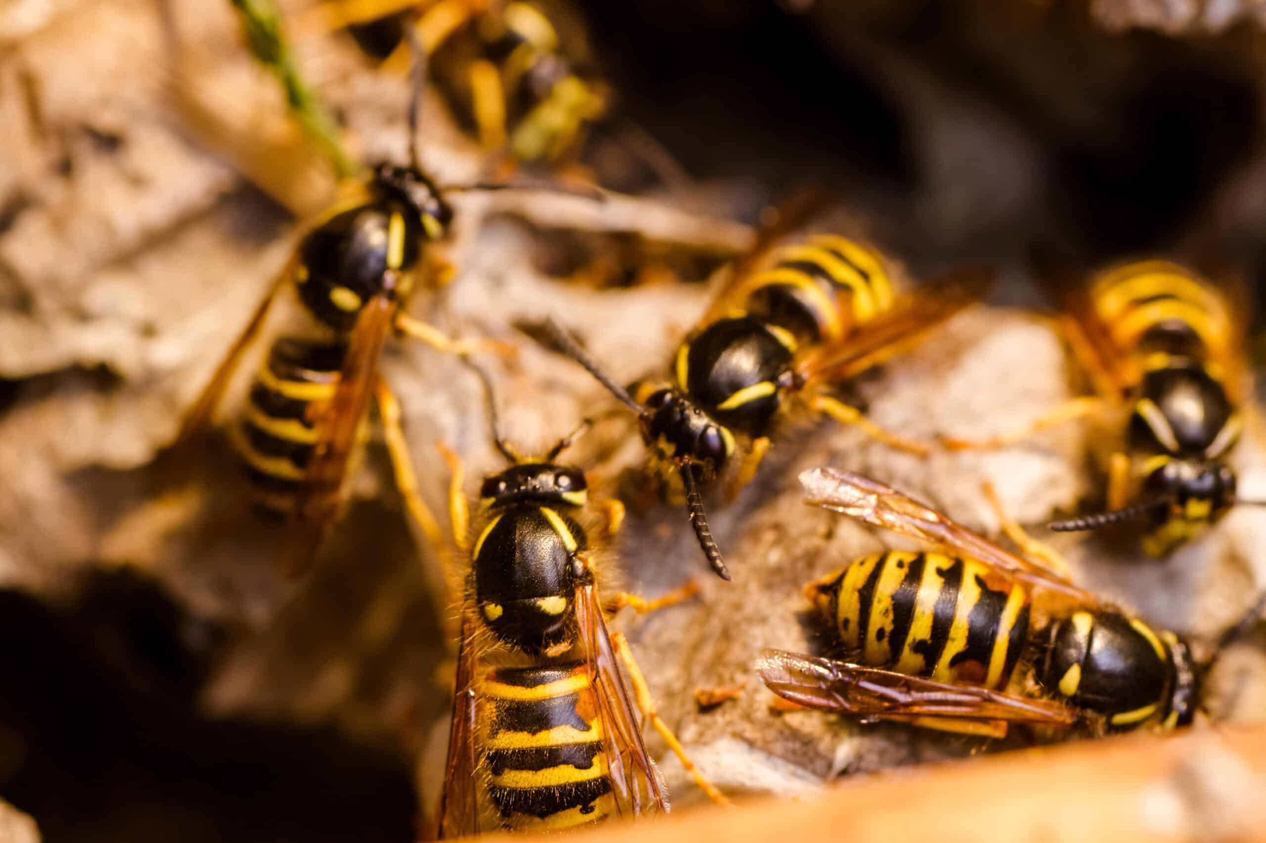 Multiple yellow and black striped wasps gathered on a light-colored surface