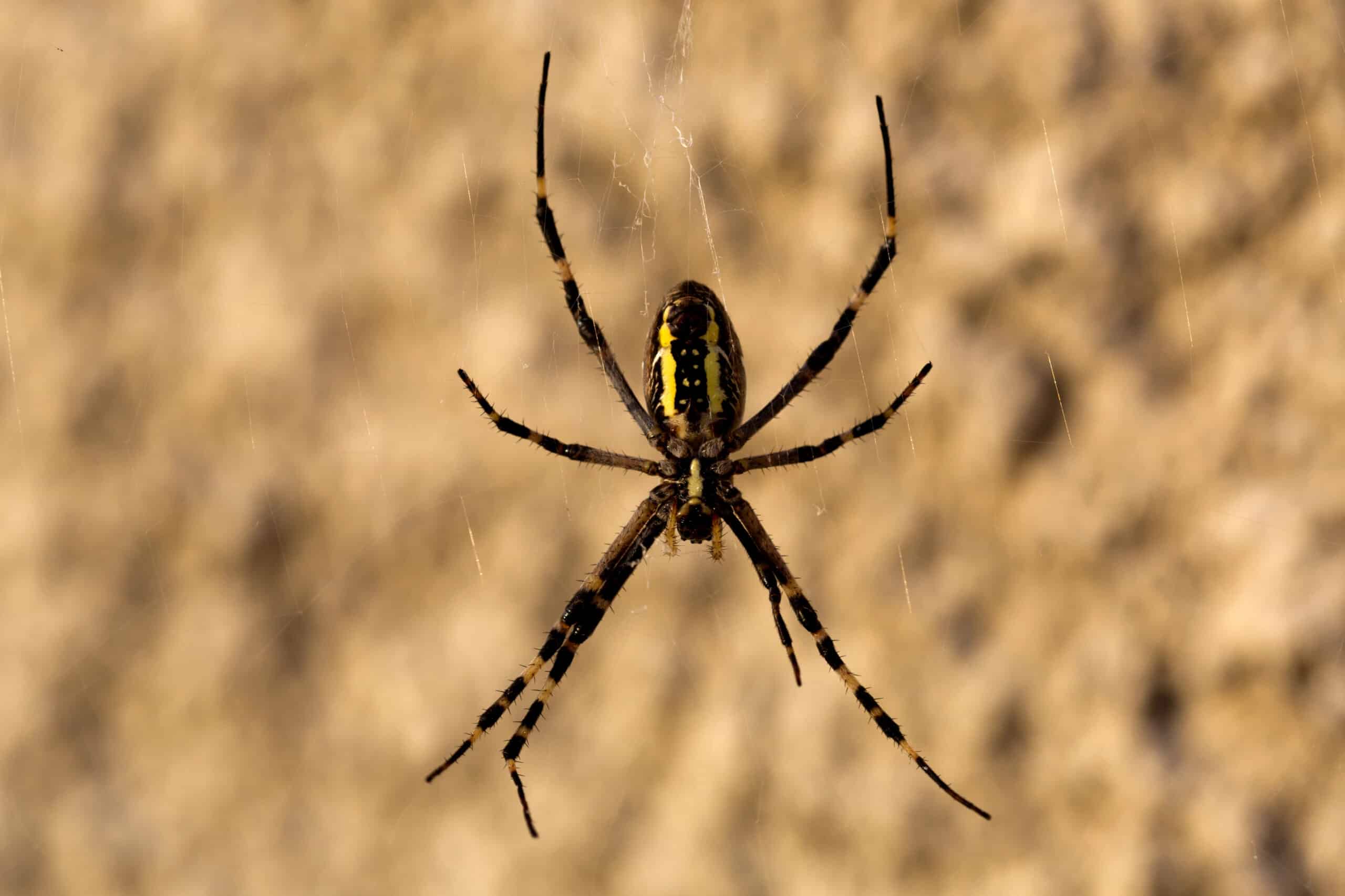 Wasp spider with yellow and black striped abdomen on web against blurred tan background