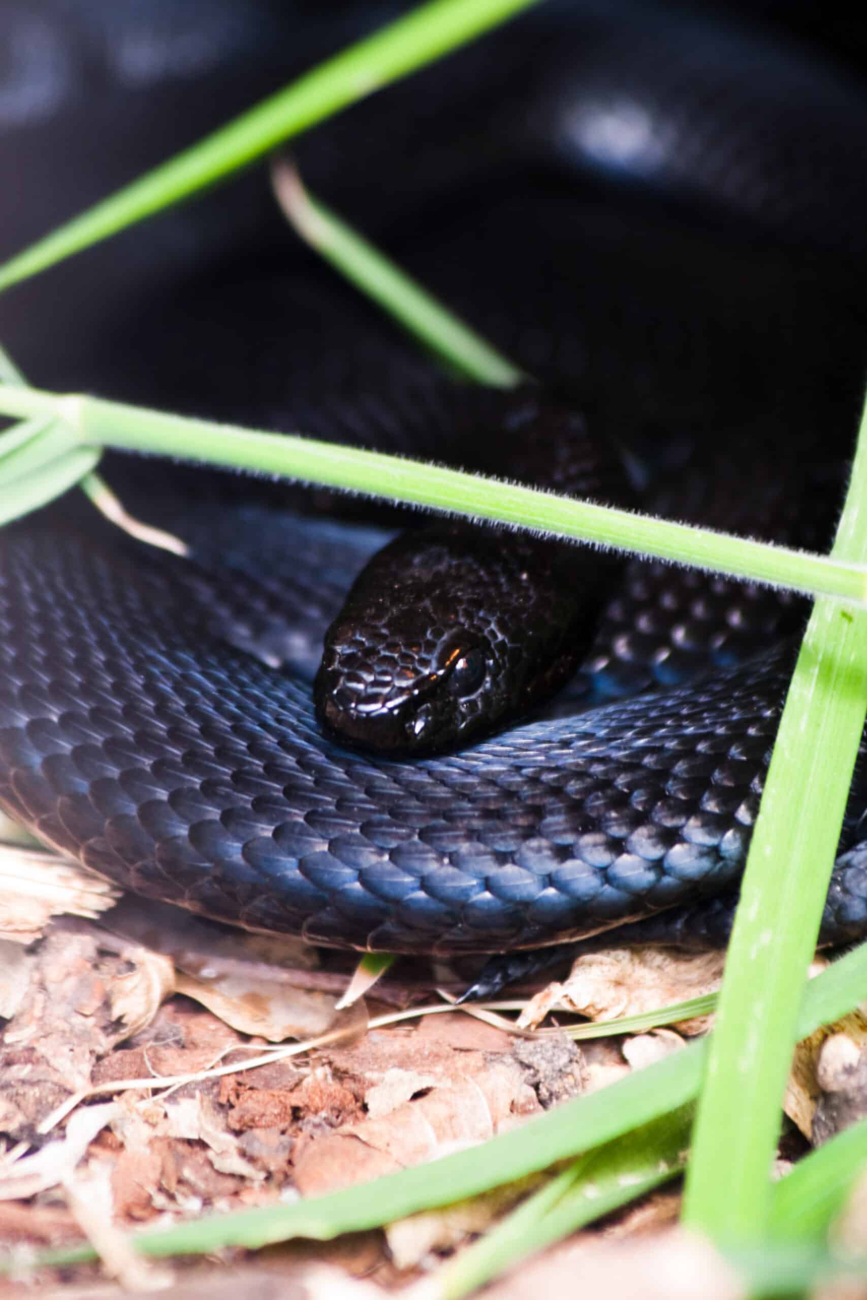 Dark snake with blue-black scales rests on brown soil among green plant stems