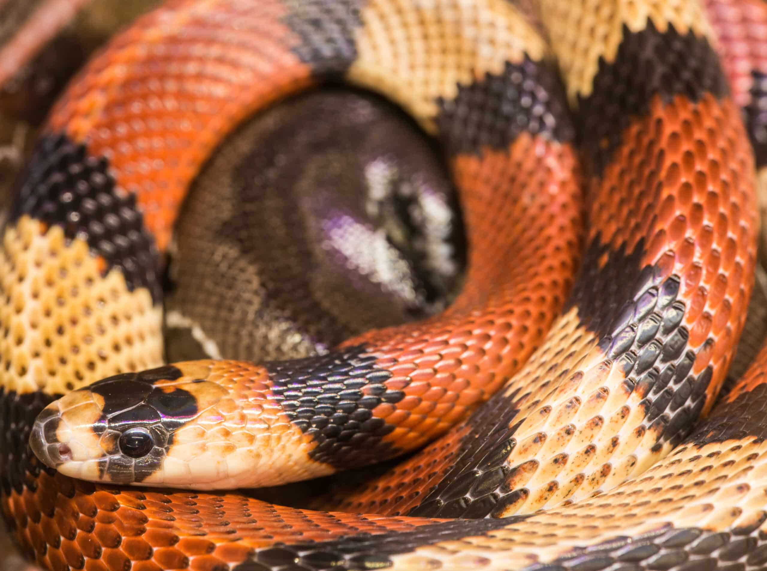 Colorful coral snake with banded orange, yellow, and black scales coiled on a branch
