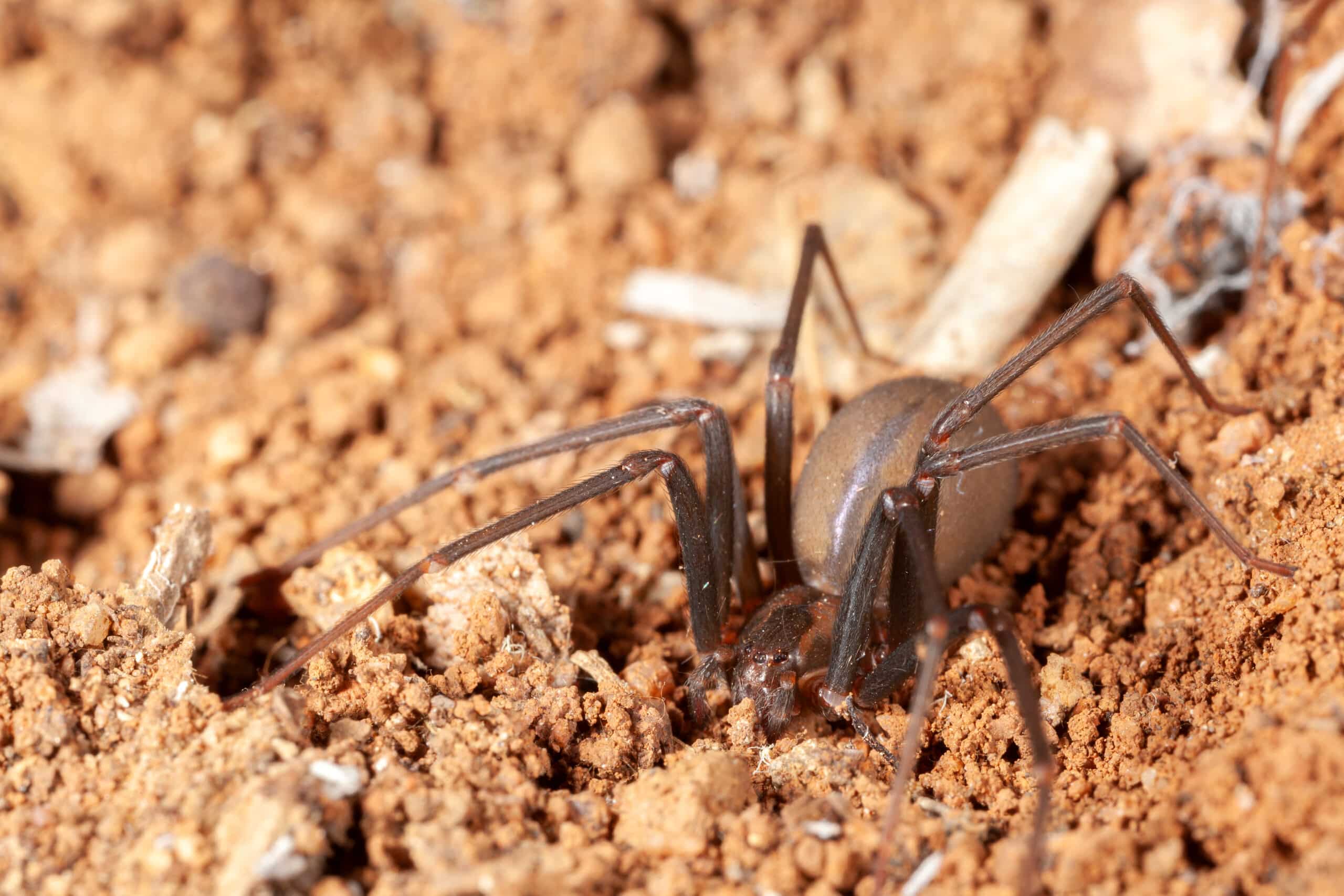 Dark brown ant on sandy ground with small pebbles and debris