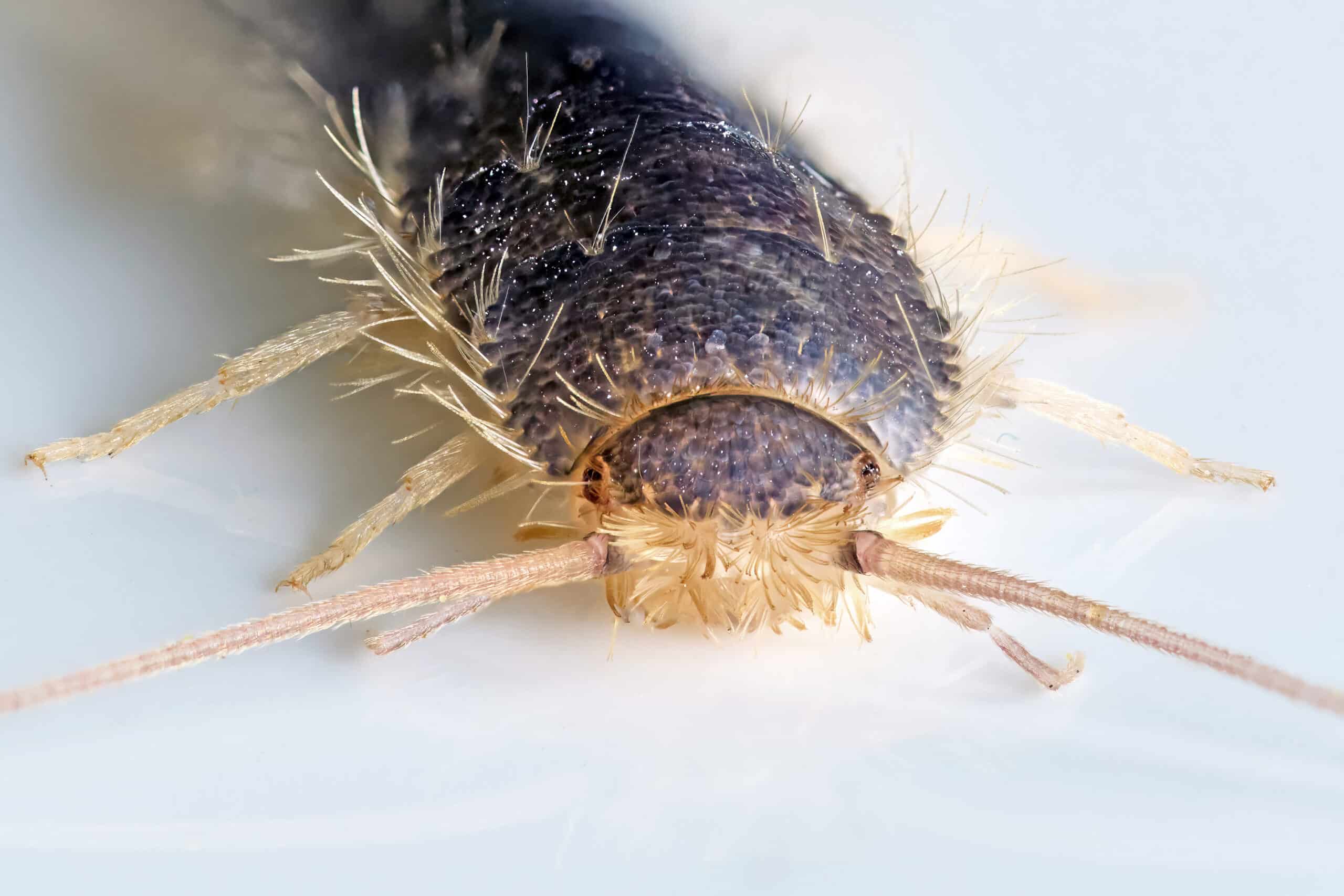 Dark-bodied insect with pale legs and antennae viewed from above against white background