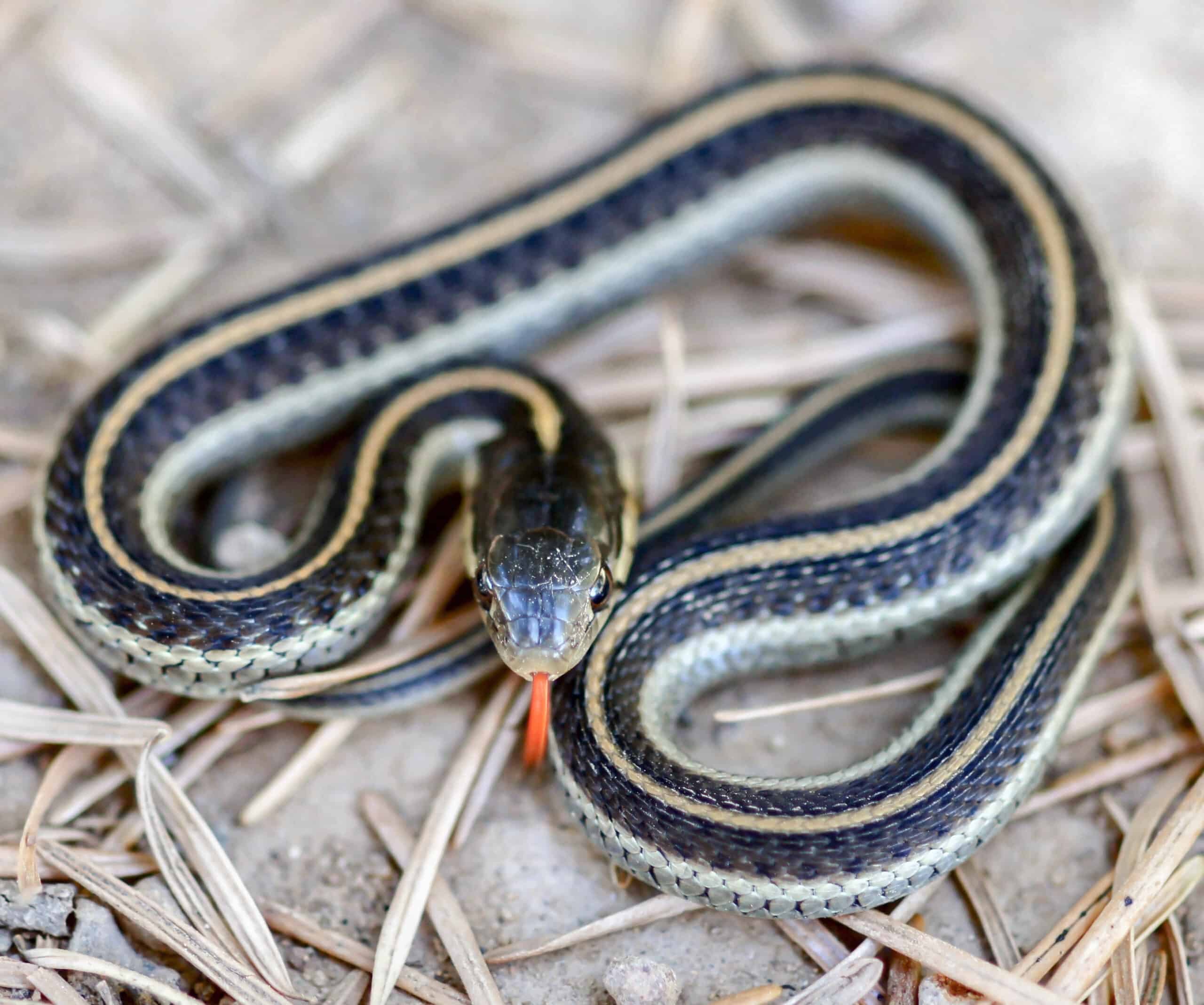 A striped garter snake with blue and white longitudinal stripes and red tongue extended, coiled on sandy ground with dried plant material