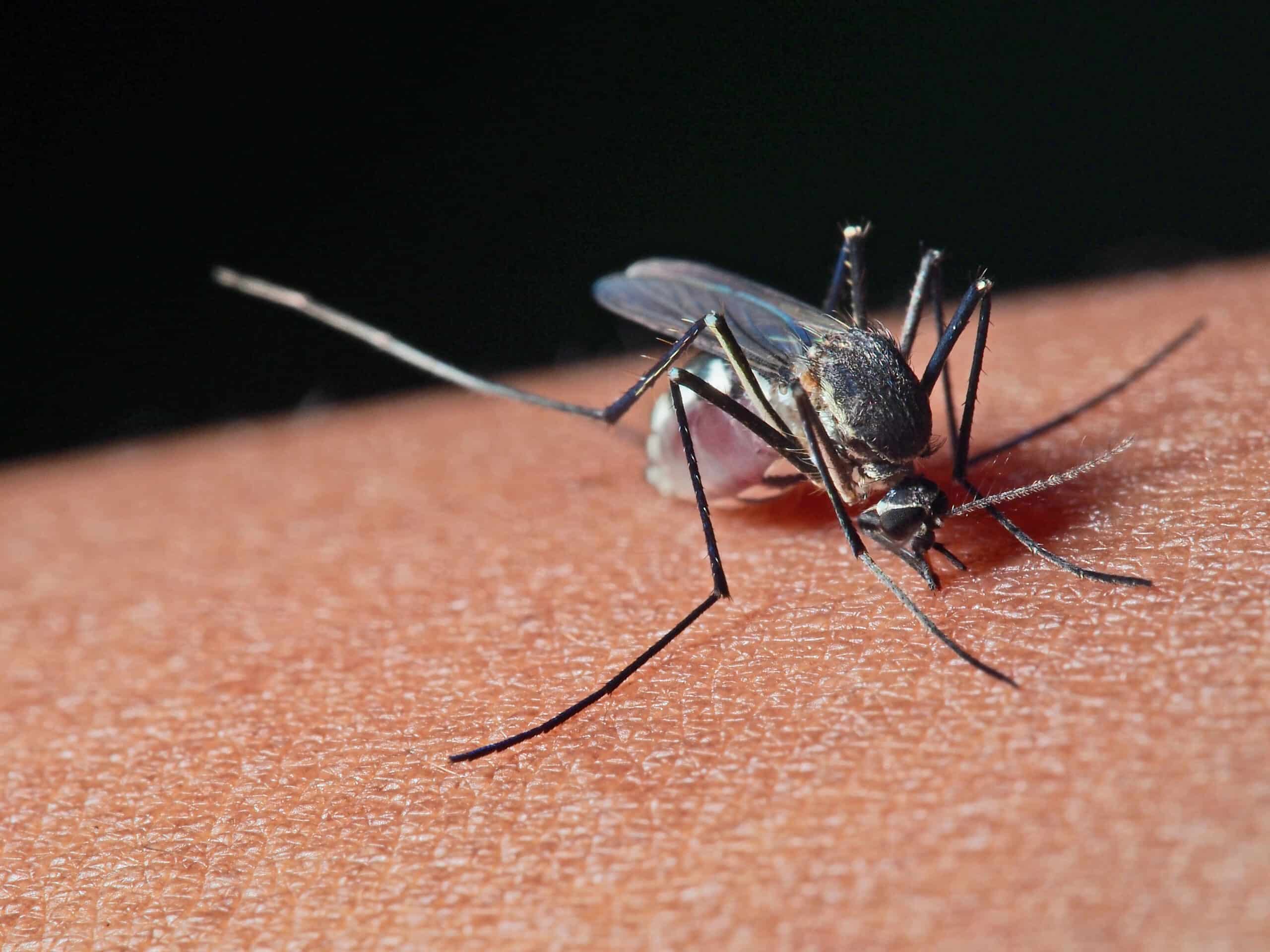 Mosquito with blood-filled abdomen piercing human skin