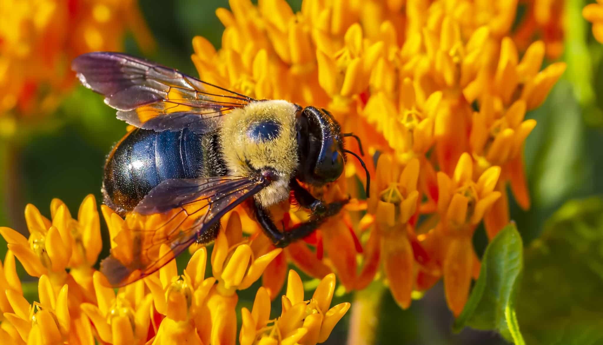 A Carpenter Bee on an orange flower.