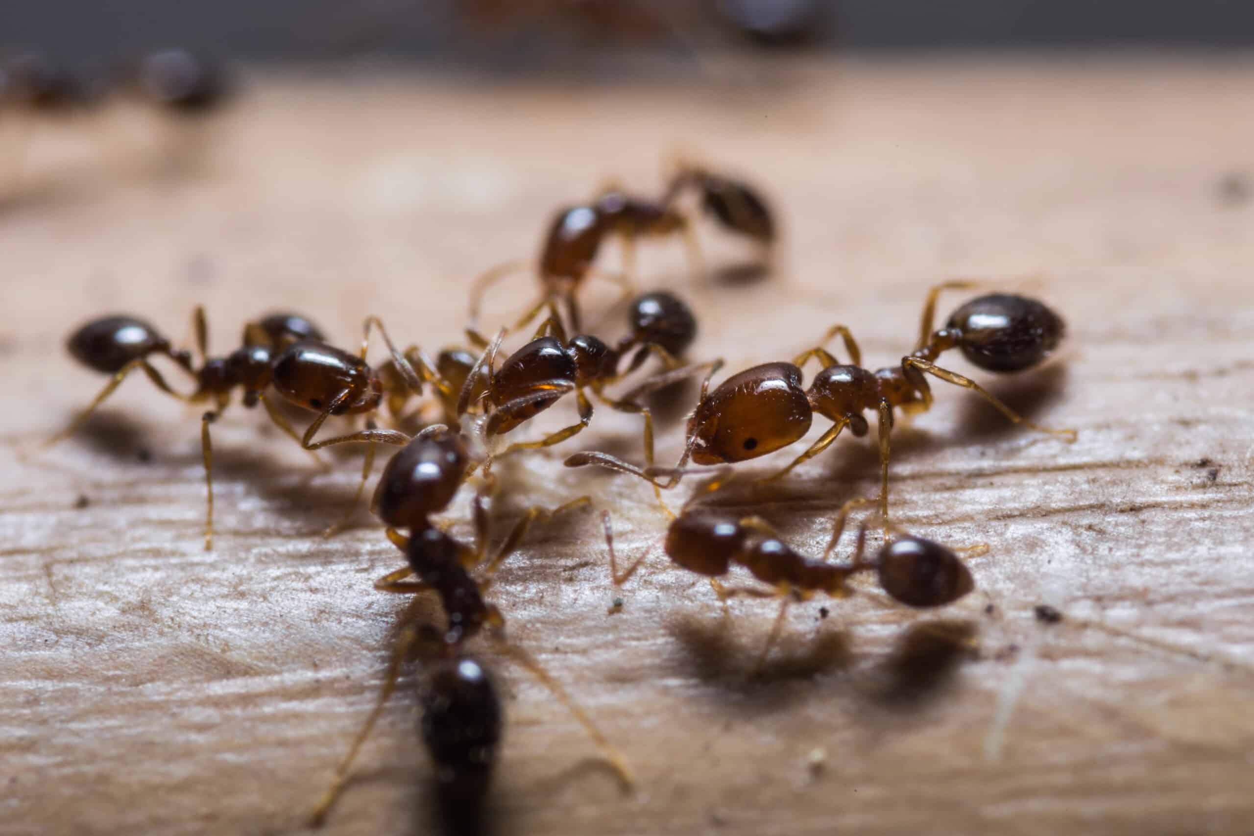 Group of brown ants walking on a light wooden surface