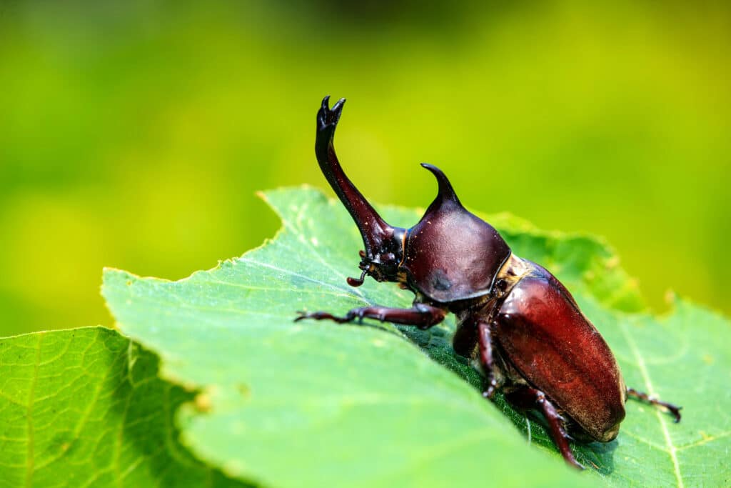 beetle on the leaf