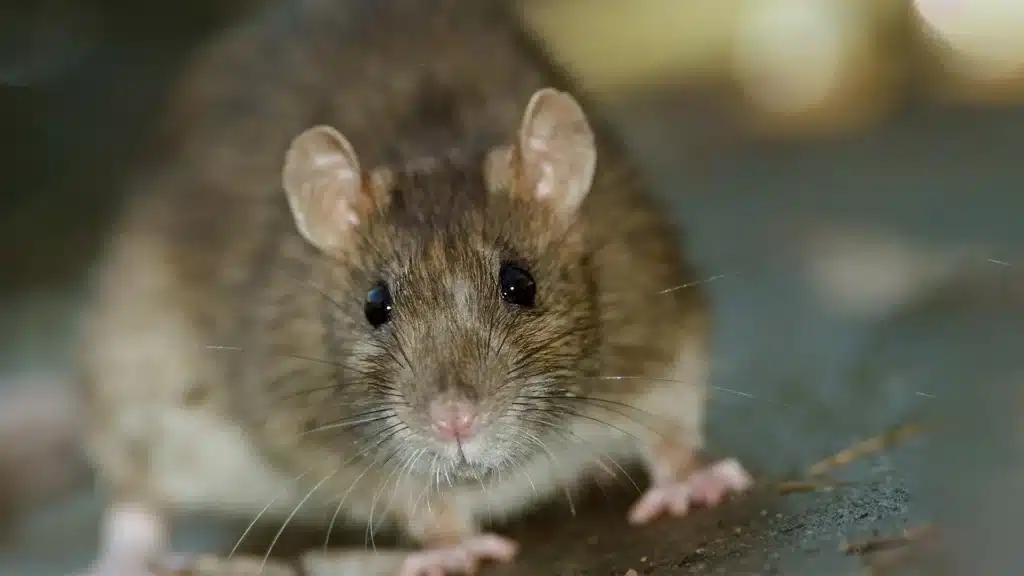 rodent closeup