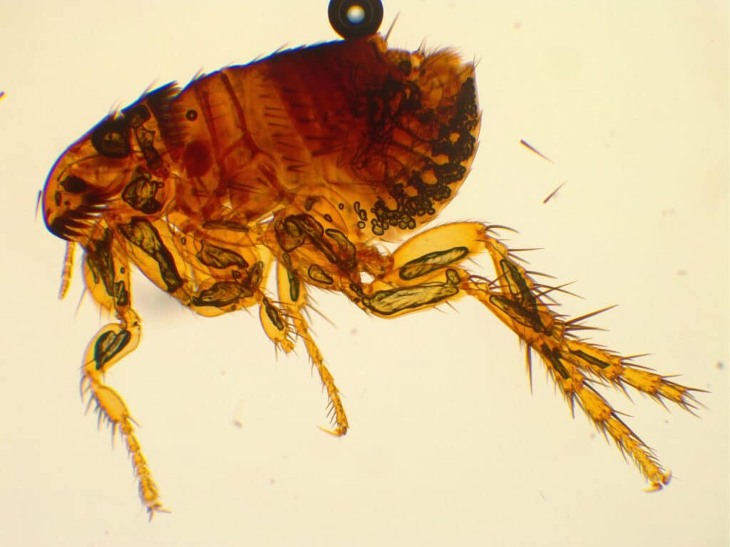 Adult cat flea under microscope (40x magnification)