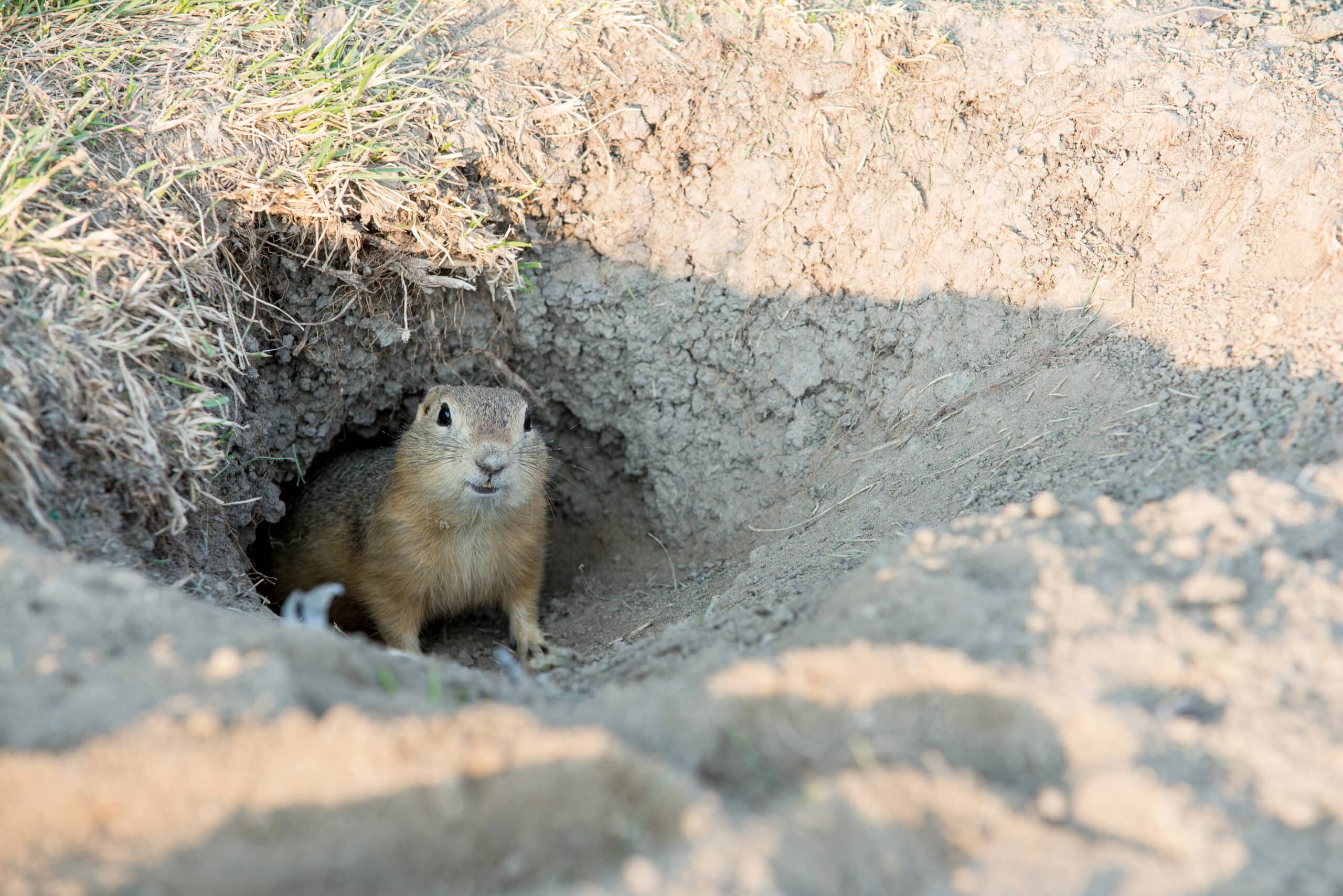 Prairie dog peering out from its burrow in sandy ground with dried grass nearby