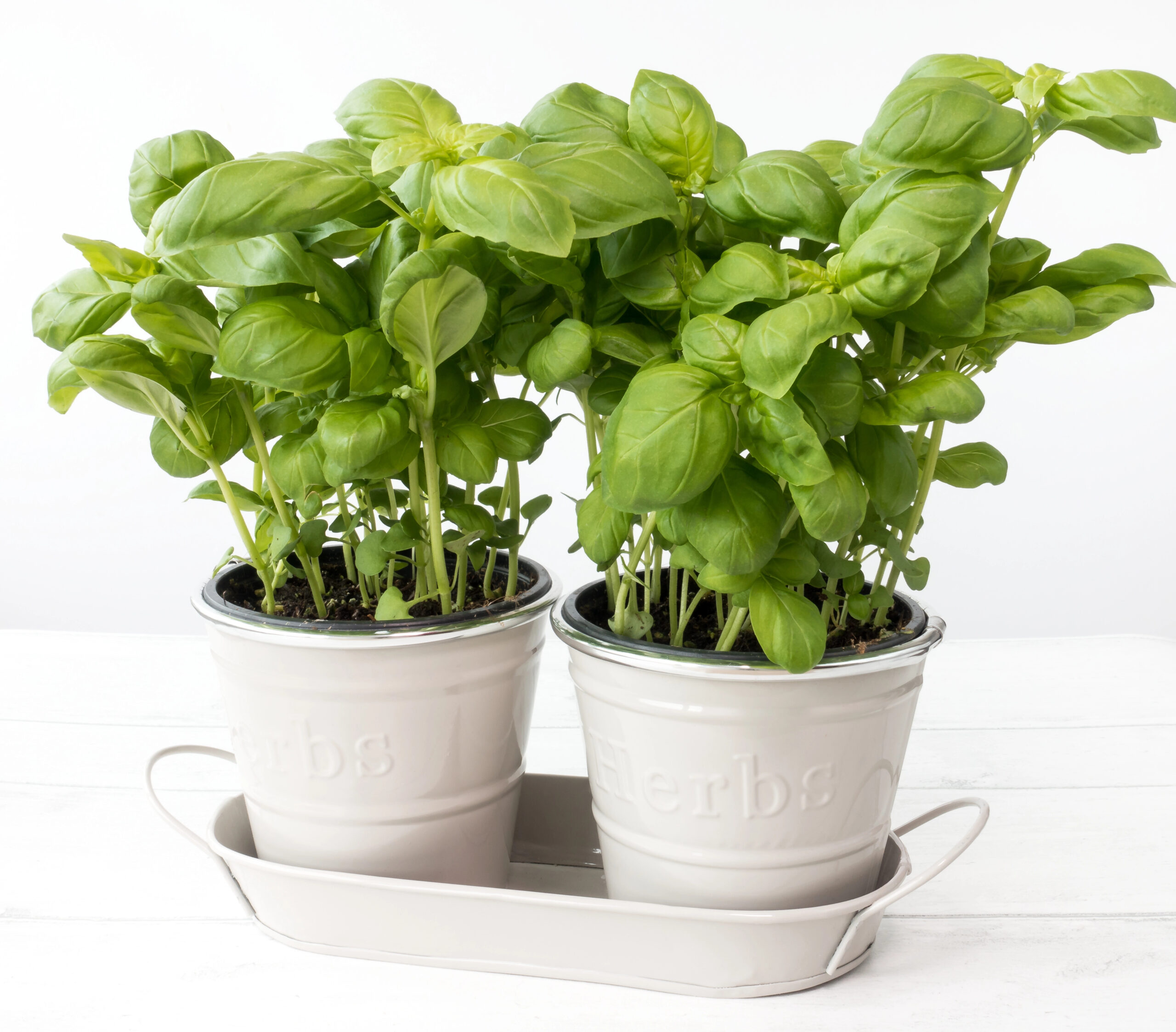 two basil plants on white metal pots