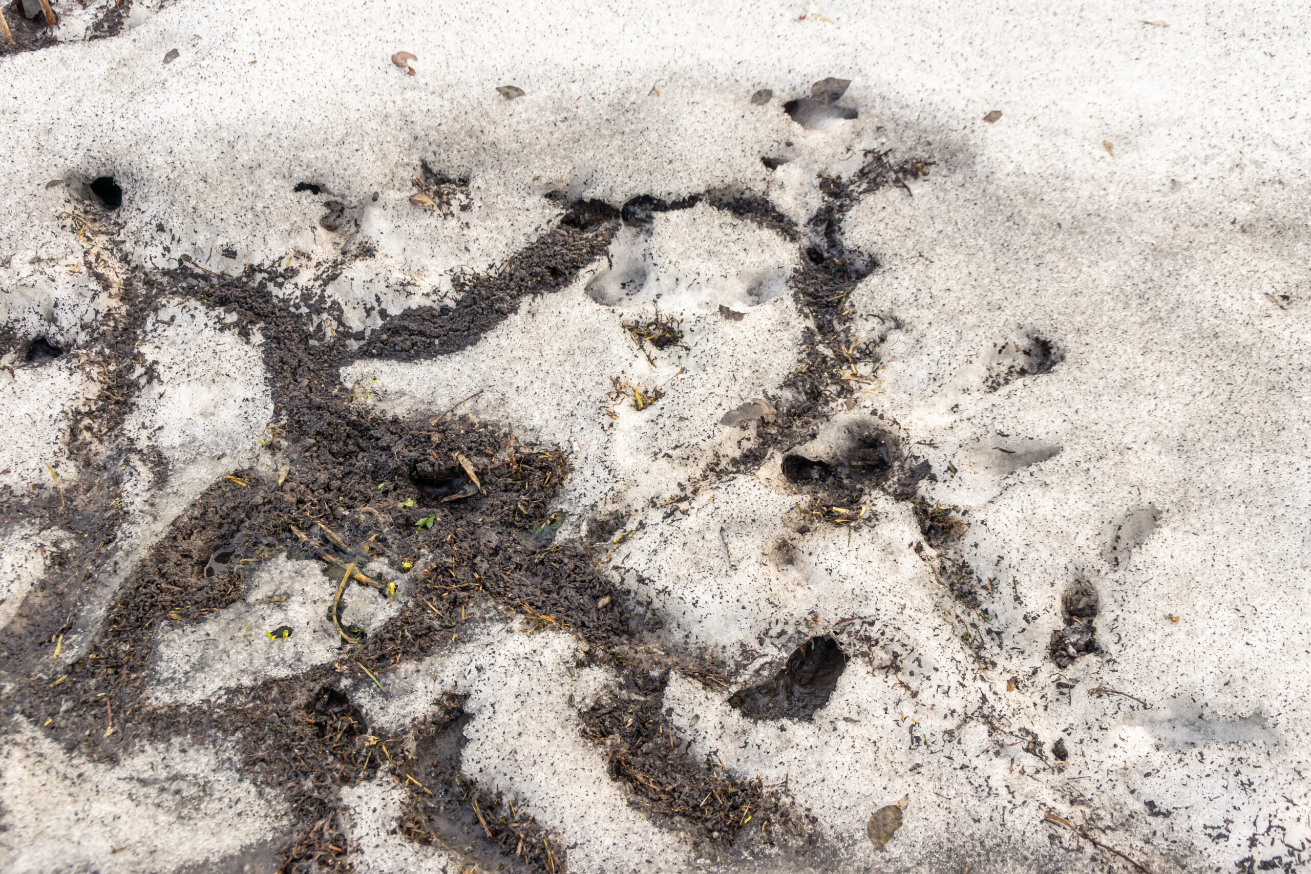 Labyrinths of small rodent burrows thawed in spring