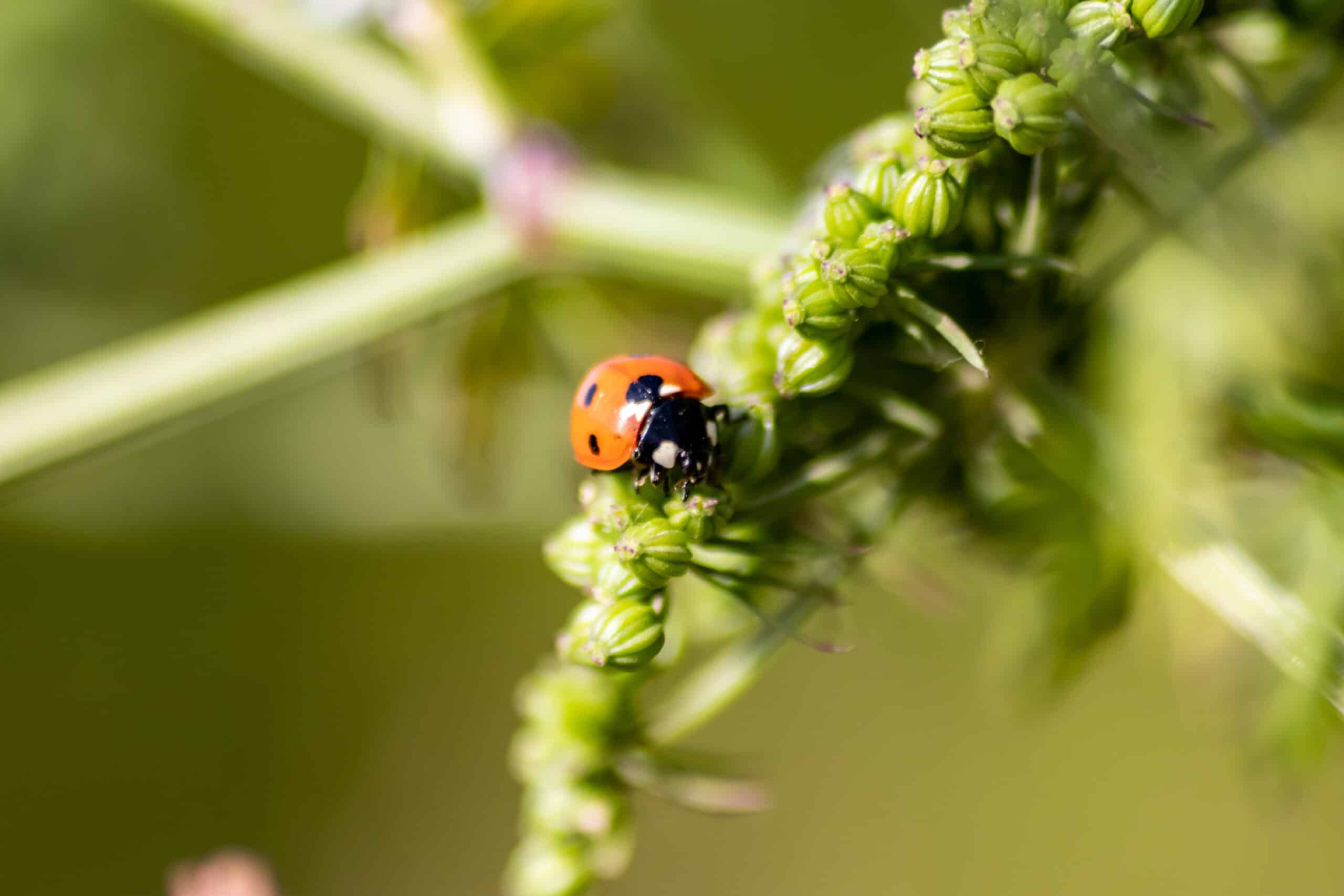 A red and black ladybug crawling on green flower buds on a plant stem