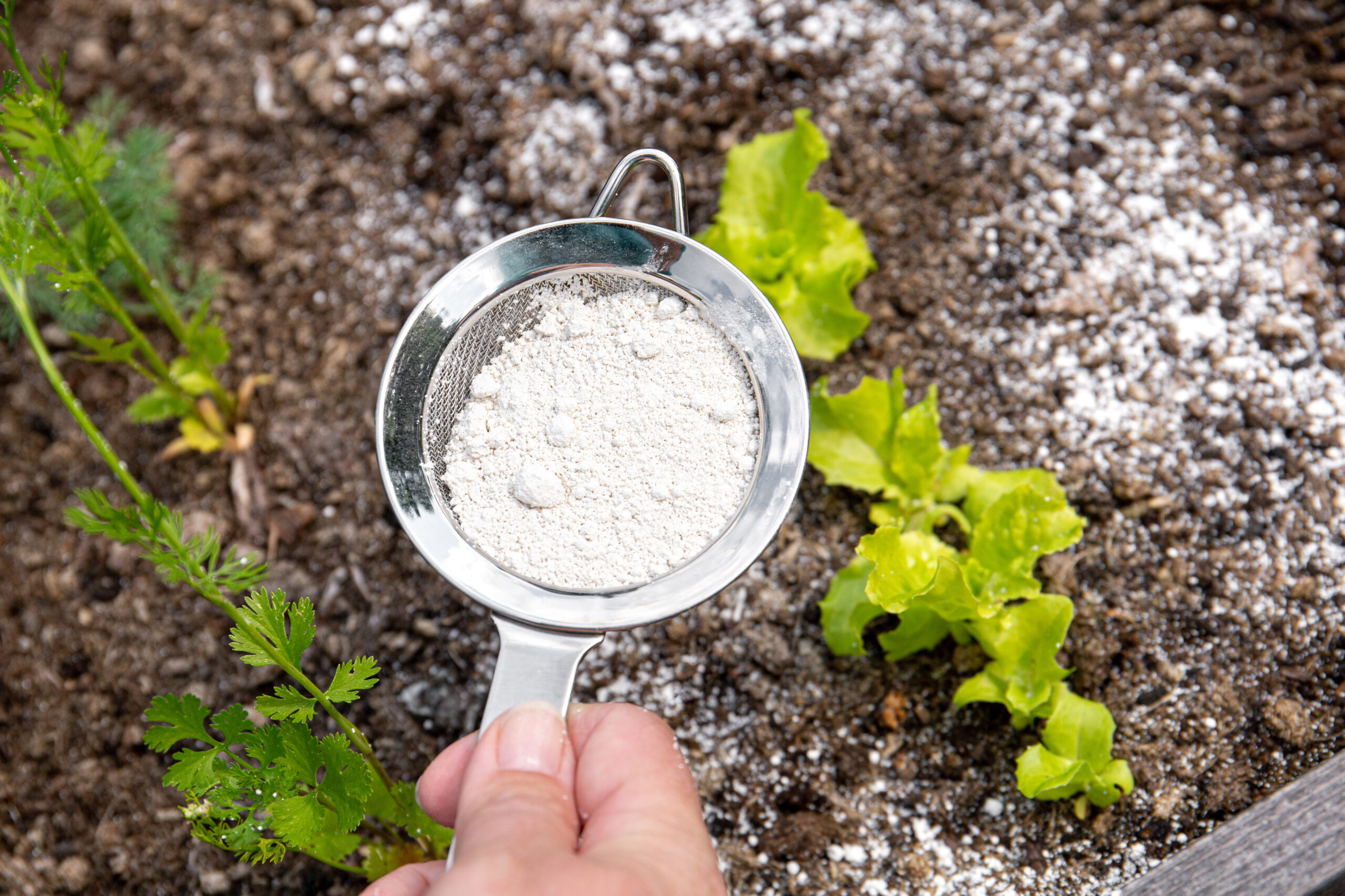 Gardener white sprinkle Diatomaceous earth (Kieselgur) powder for non-toxic organic insect repellent on salad in vegetable garden, dehydrating insects.