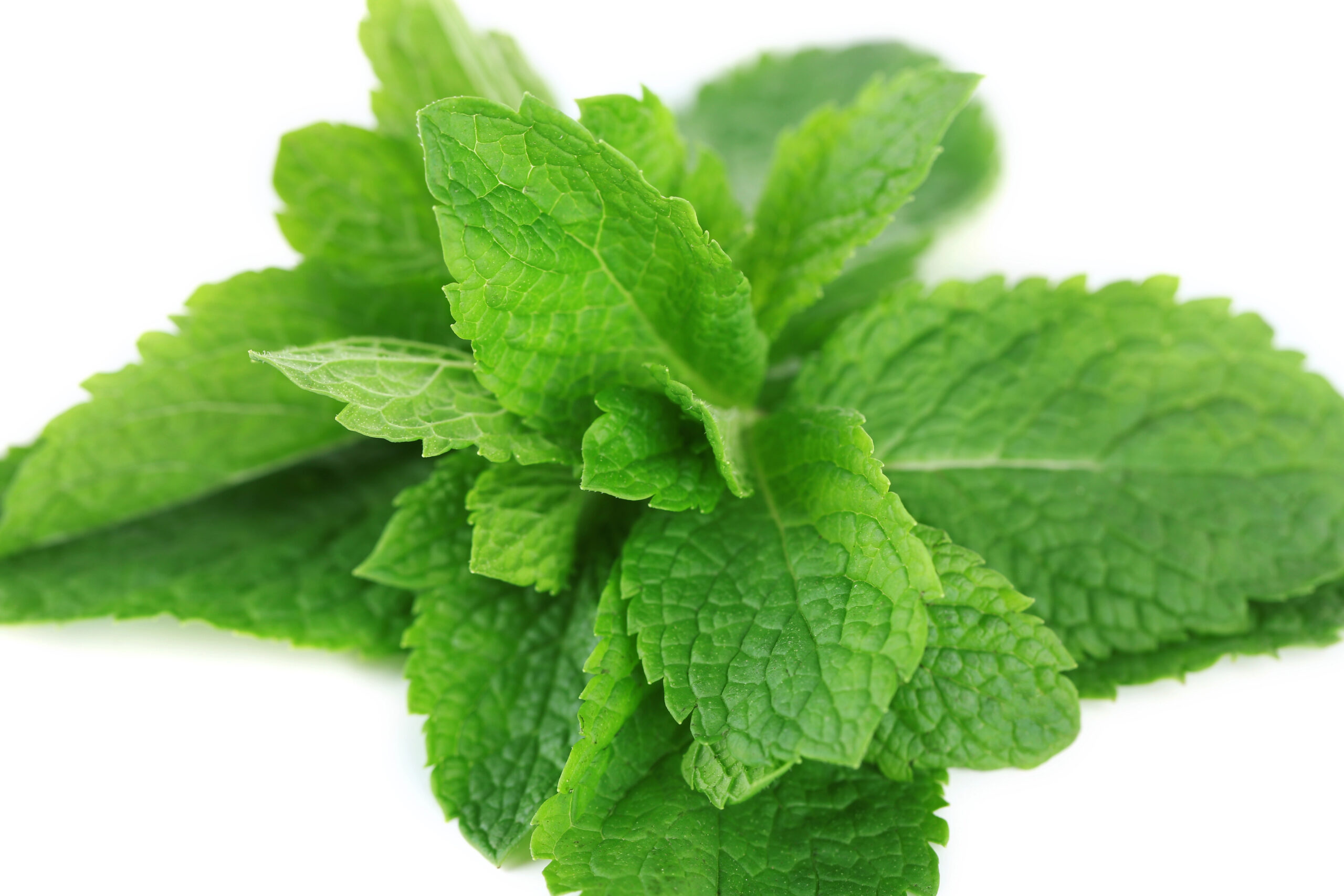 a bunch of spearmint on a white background