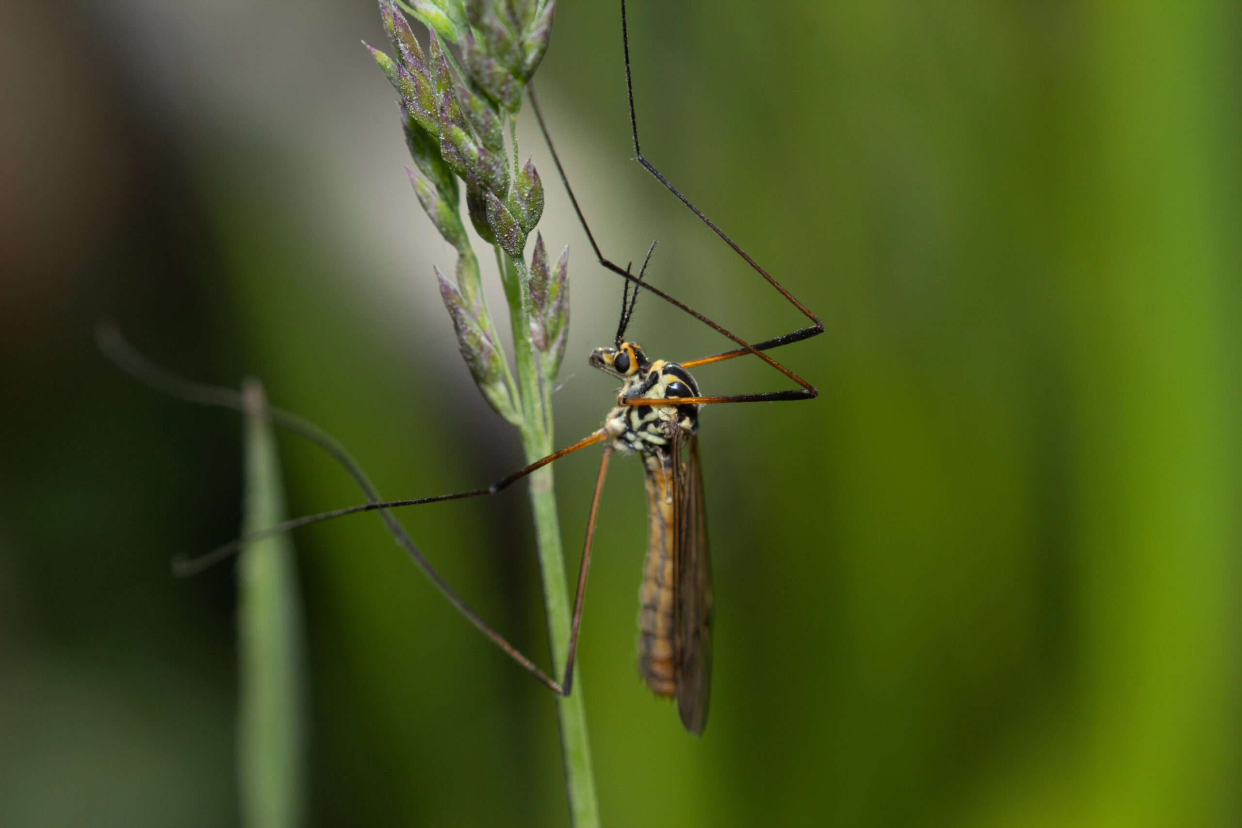 Close-up image of a crane fly with long, delicate legs and patterned wings, perched on a green plant stem against a blurred natural background.