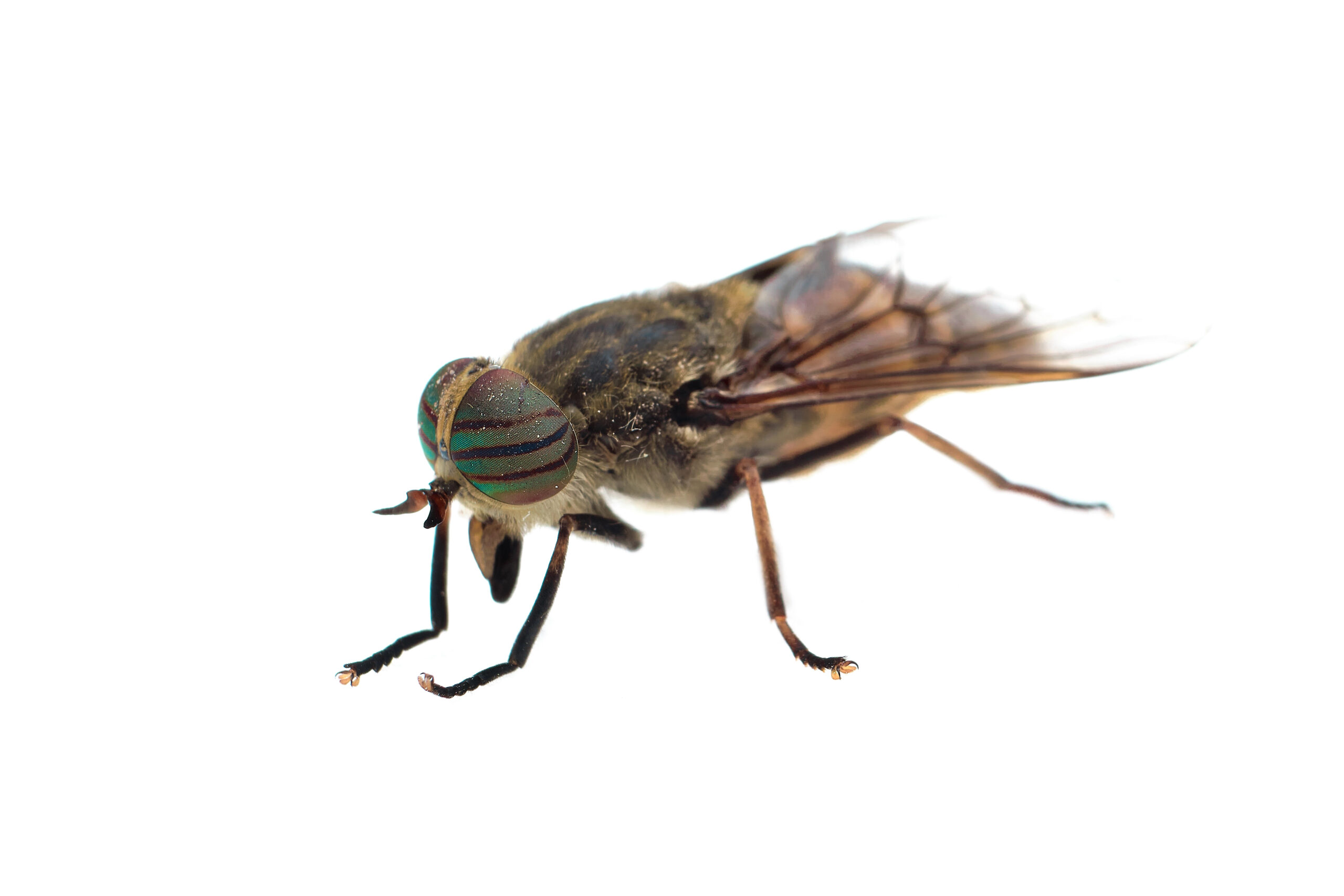 Close-up image of a horse fly isolated on a white background, showcasing its distinctive rainbow-striped compound eyes, short antennae, and translucent wings with dark veining.