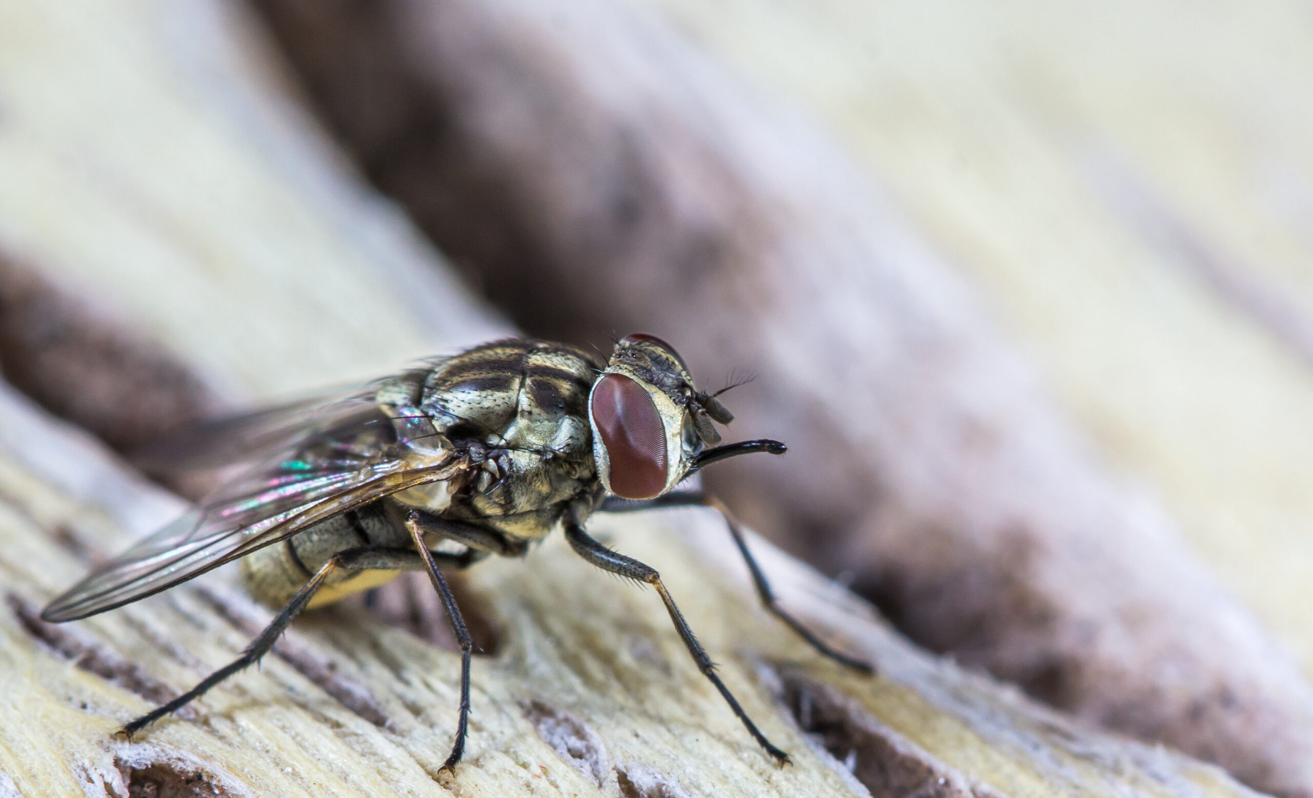 Macro image of a stable fly resting on a wooden surface, showing its distinct piercing mouthparts used for biting, large reddish compound eyes, and grayish body with dark longitudinal stripes.