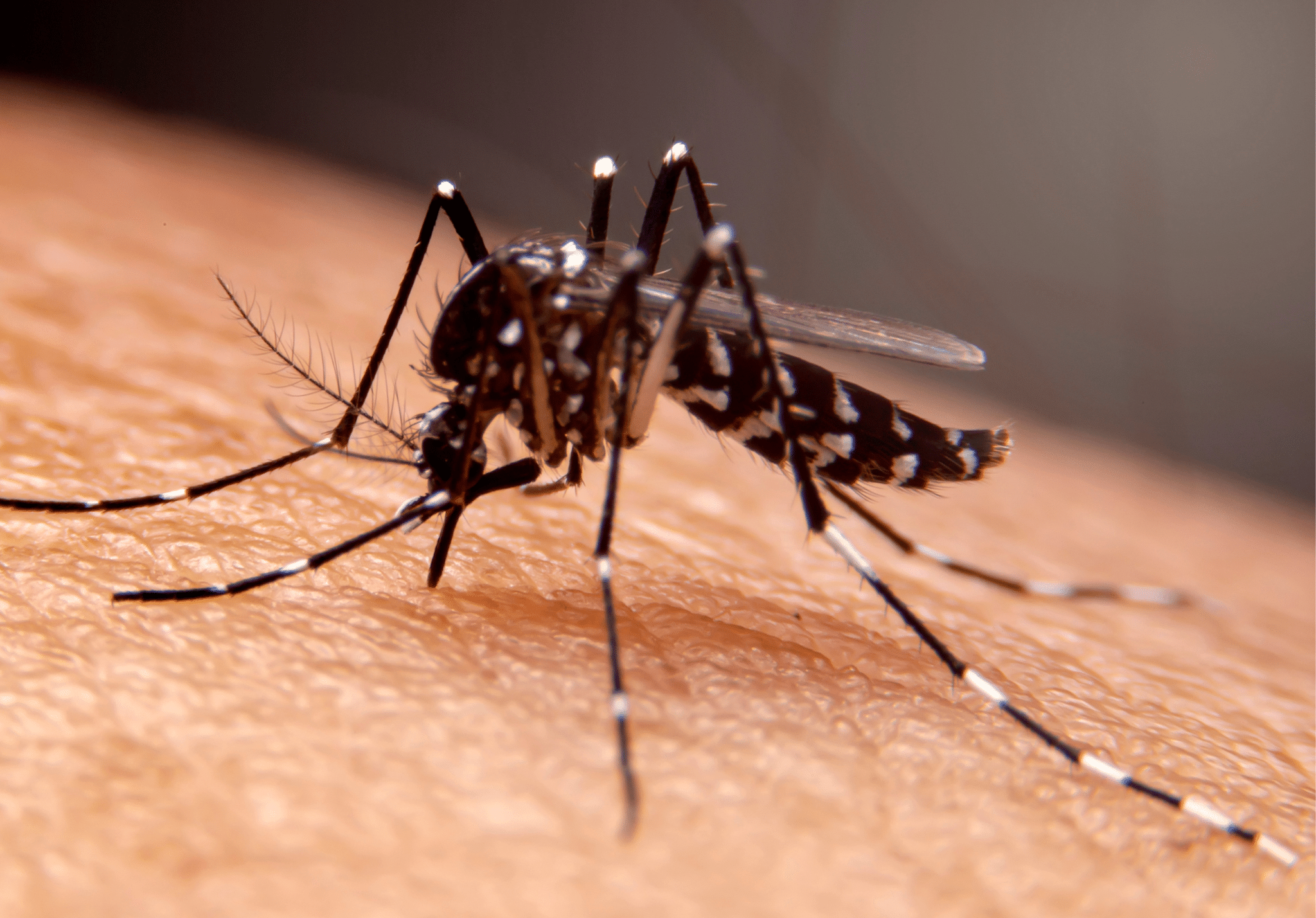 A mosquito with dark striped legs and body stands on human skin