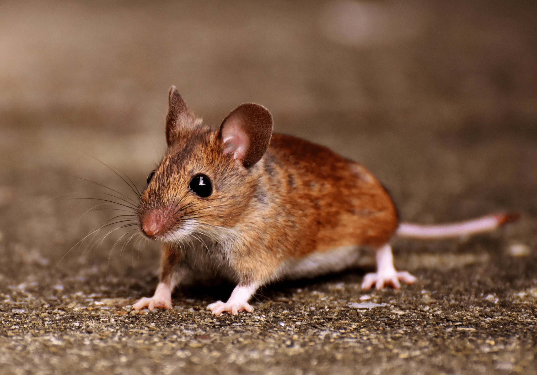 Small brown and tan mouse sitting on sandy ground with a blurred brown background