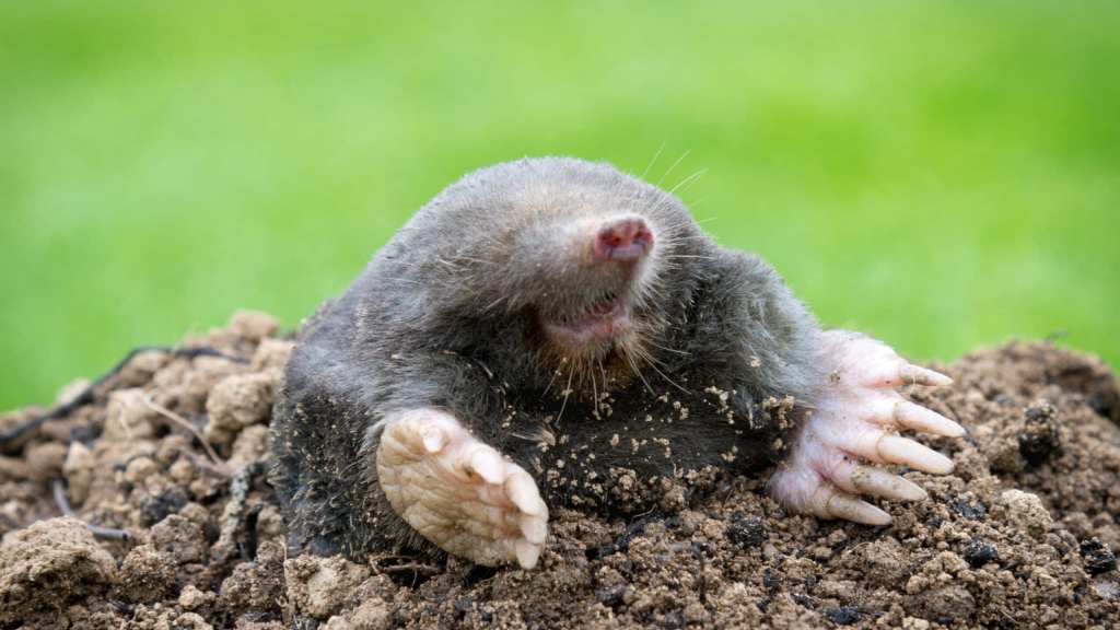 mole