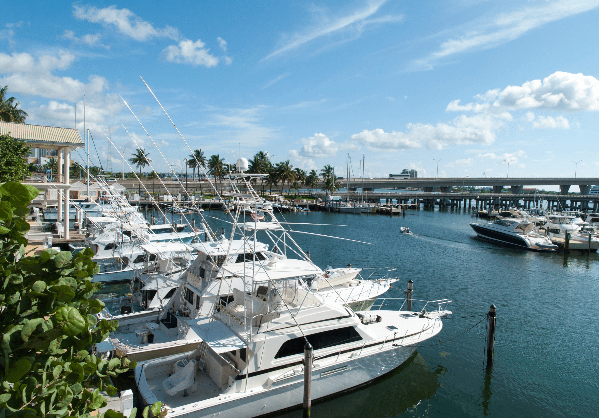 White sport fishing boats docked at a marina with palm trees and a bridge visible in the background under clear blue sky