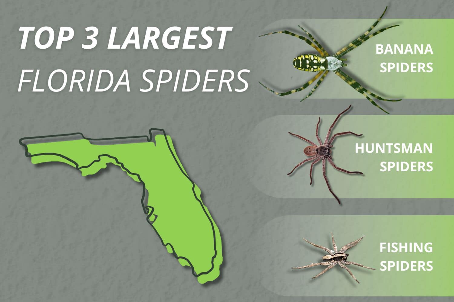 What Is the Largest Spider in Florida? Top 10 Ranked