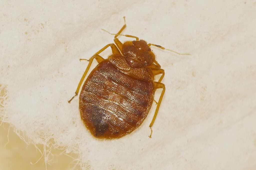 Adult bed bug on mattress fabric with visible reddish-brown body