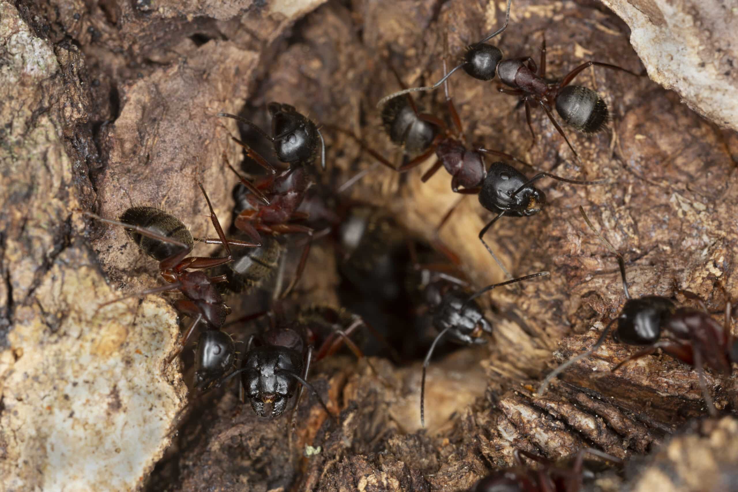 Carpenter ants nesting inside damaged wood.