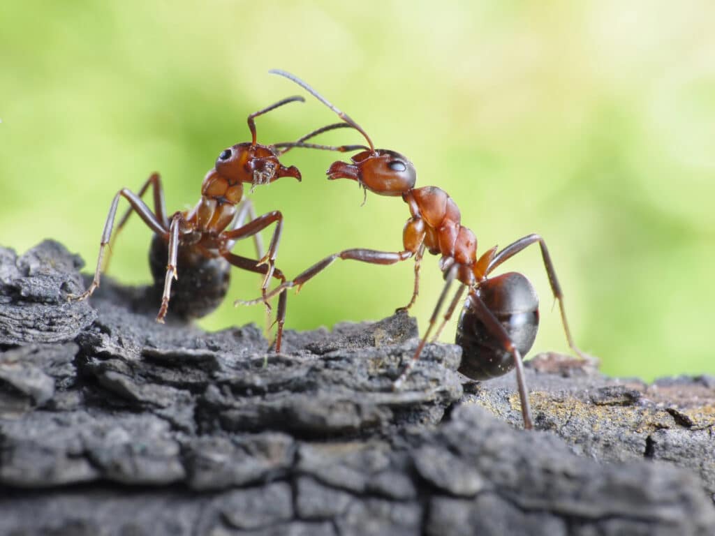 wo red wood ants engaging in a territorial fight on tree bark.