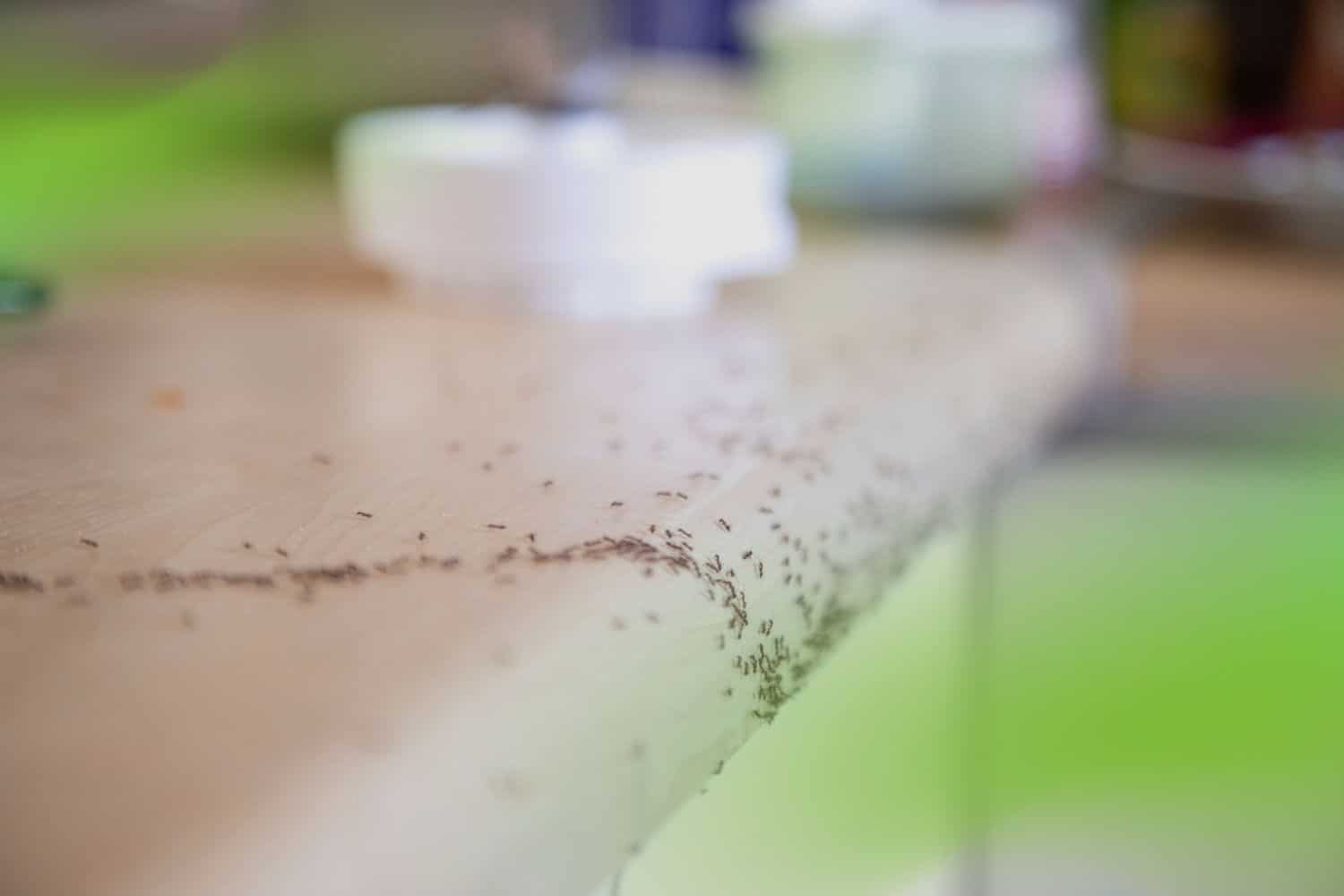 Line of diatomaceous earth powder creating a barrier against ants on a surface