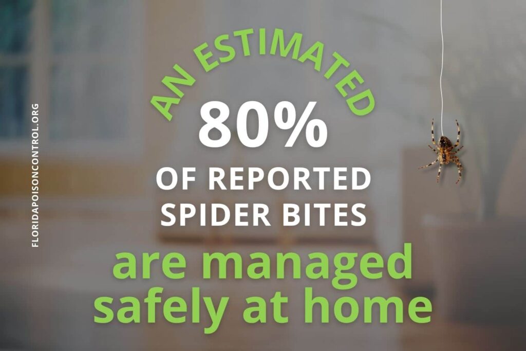 florida house spider bite stat