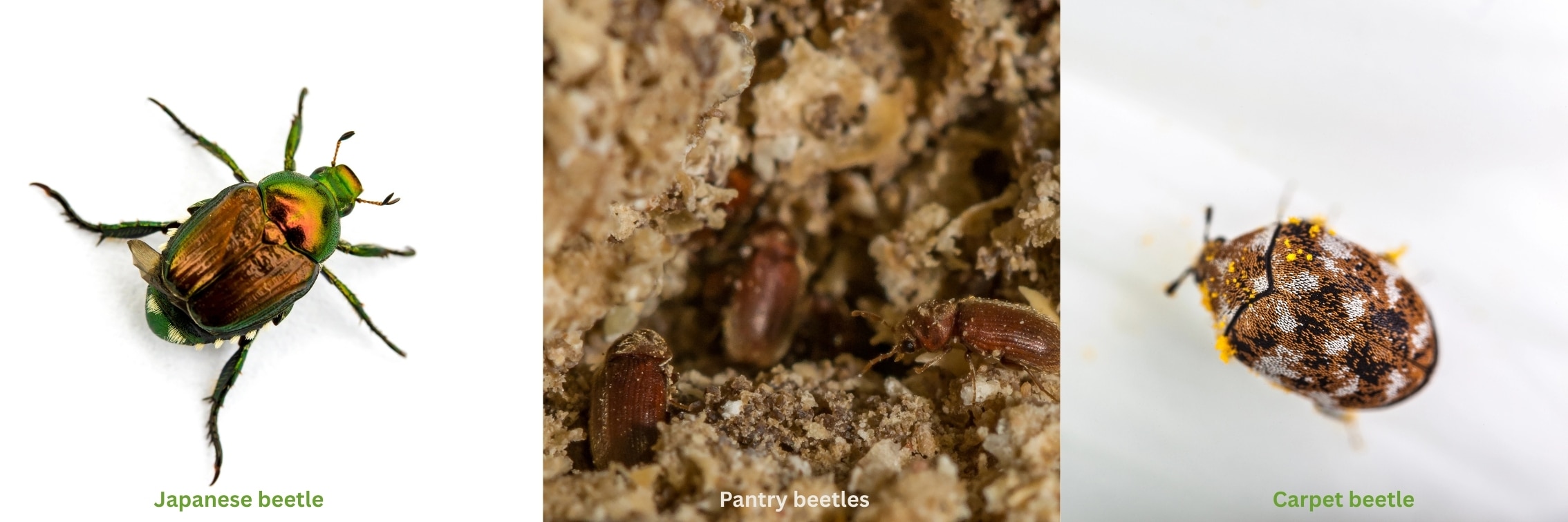 Close-up photos of a Japanese beetle, pantry beetles, and carpet beetle showing detailed features.
